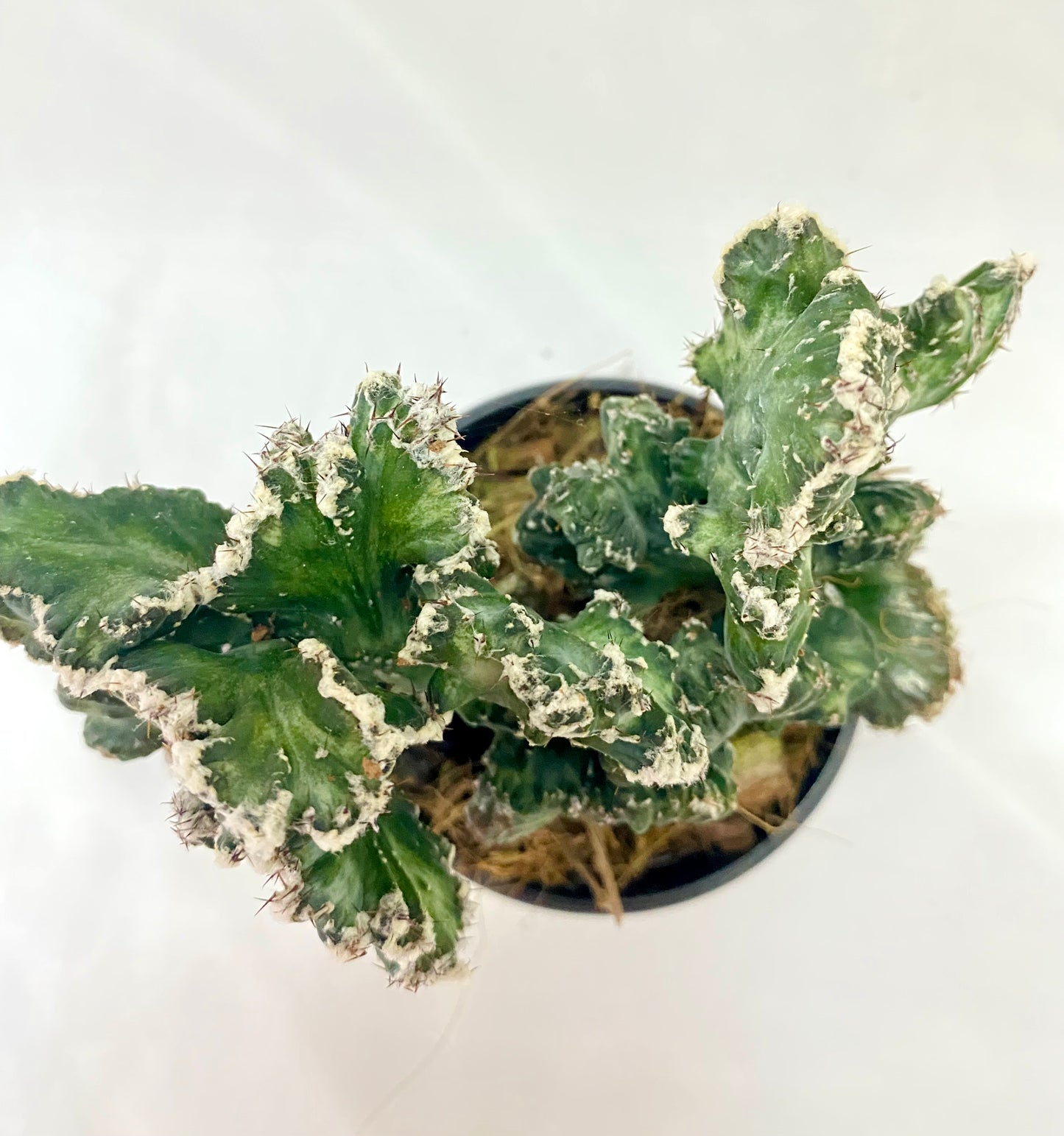 Monvillea speguzzinii cristata