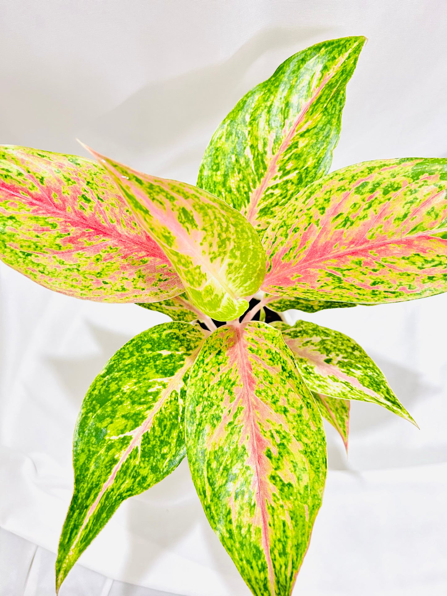 Aglaonema Cleopatra