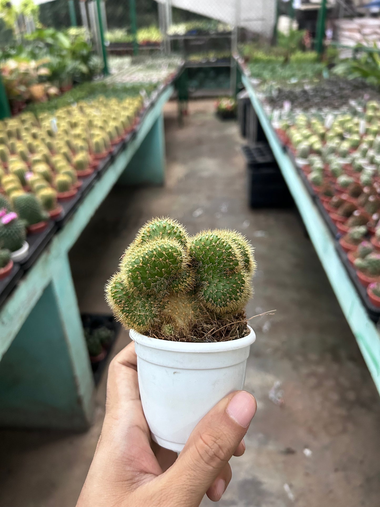 Mammillaria elongata cristata Hybrid Spp