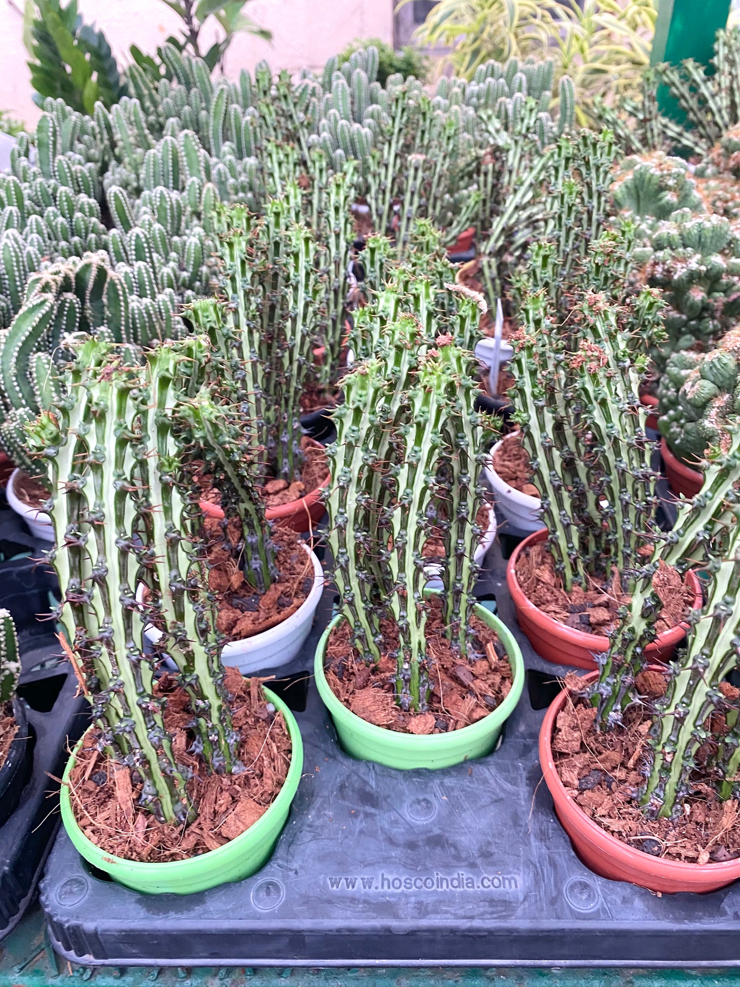 Euphorbia Spp Nova