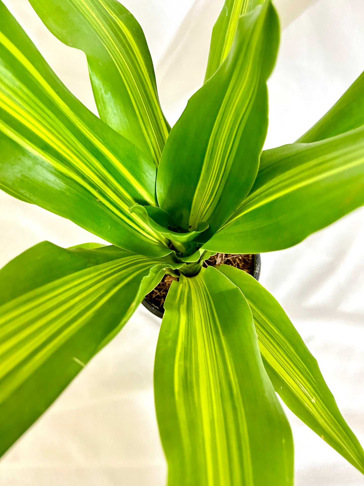 Dracaena Darasingh