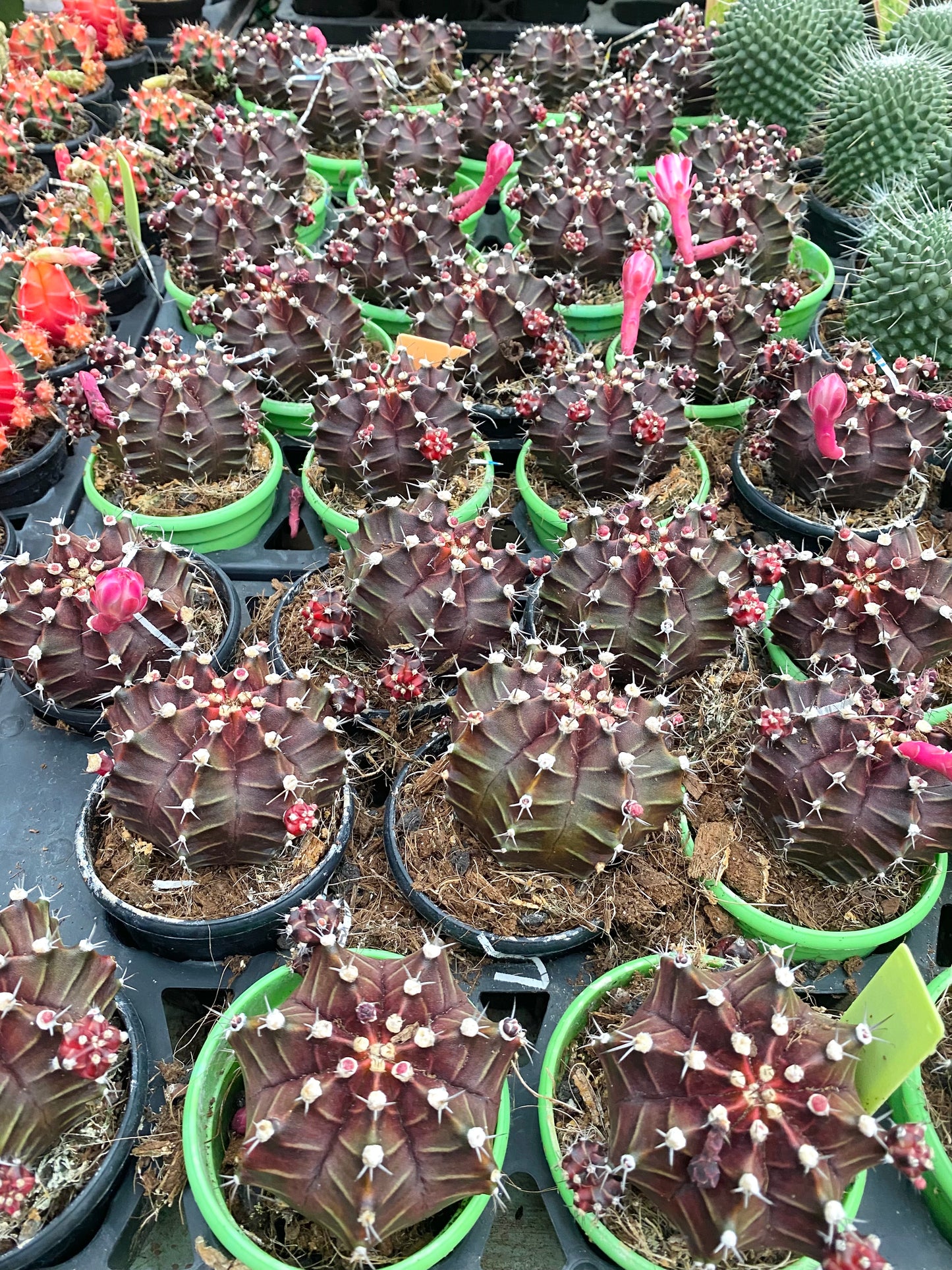 Gymnocalycium mihanovichii Pink
