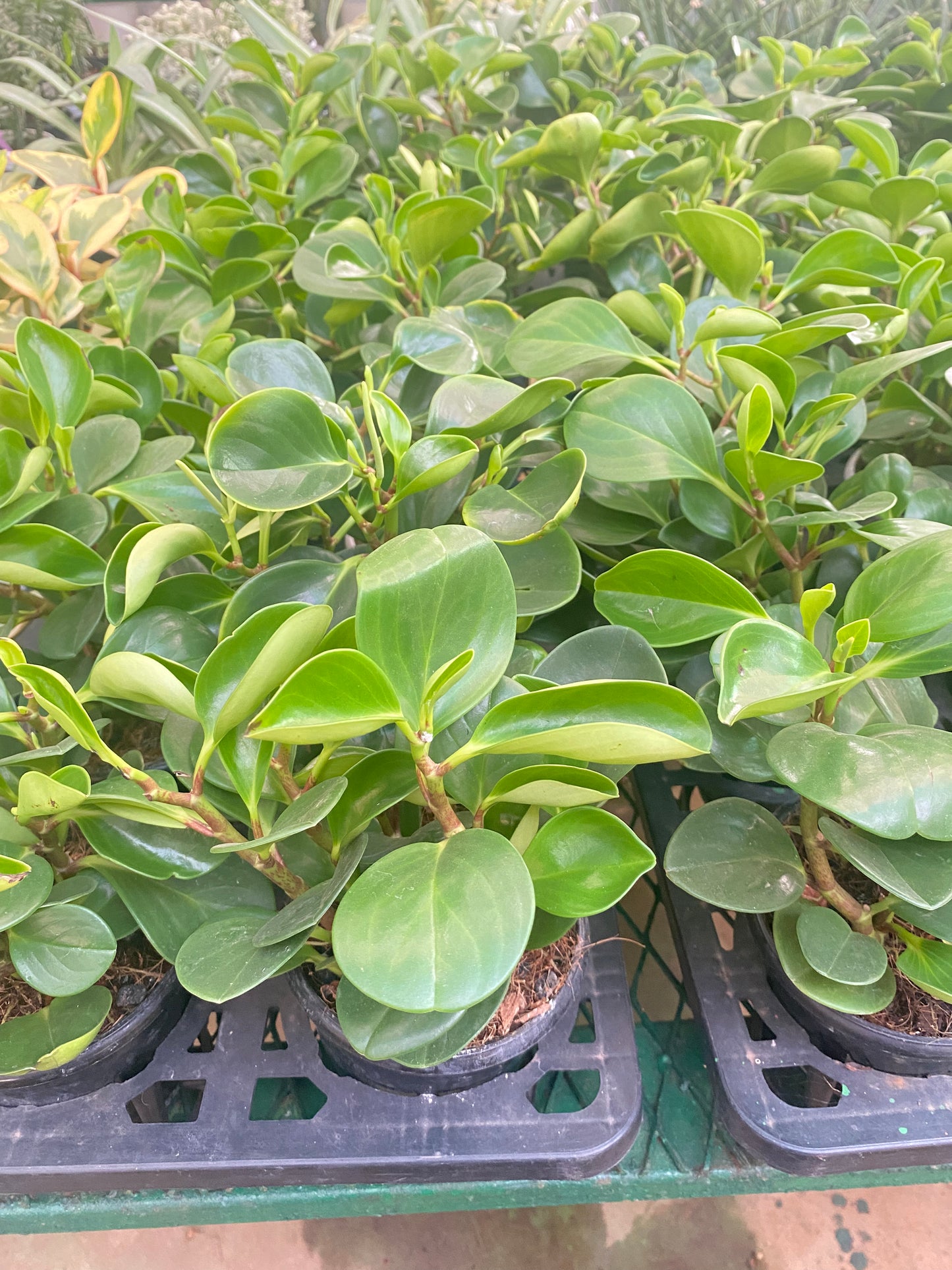 Peperomia Green Bushy