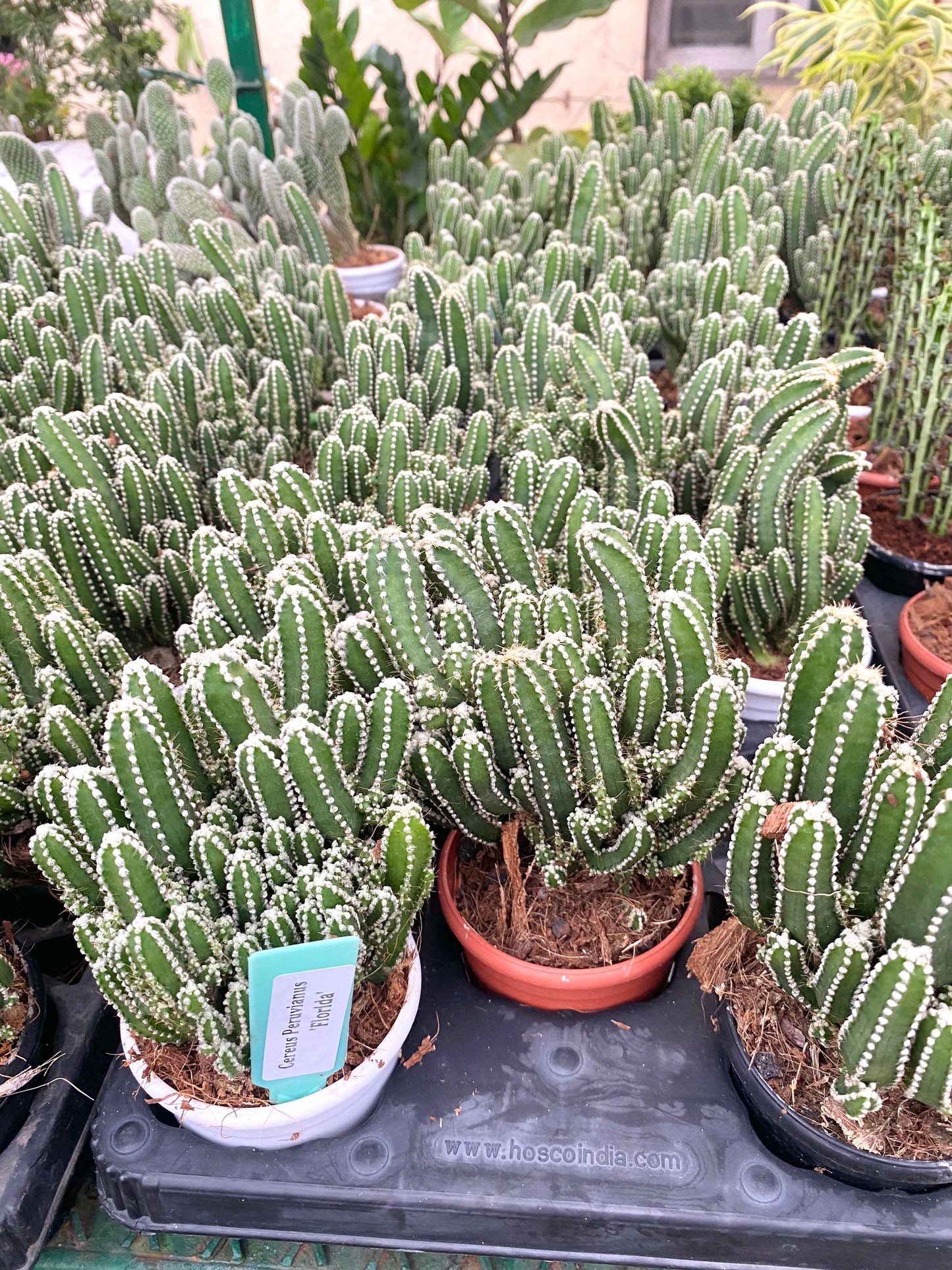 Cereus peruvianus 'Florida' (Fairycastle/ Tower Cactus)
