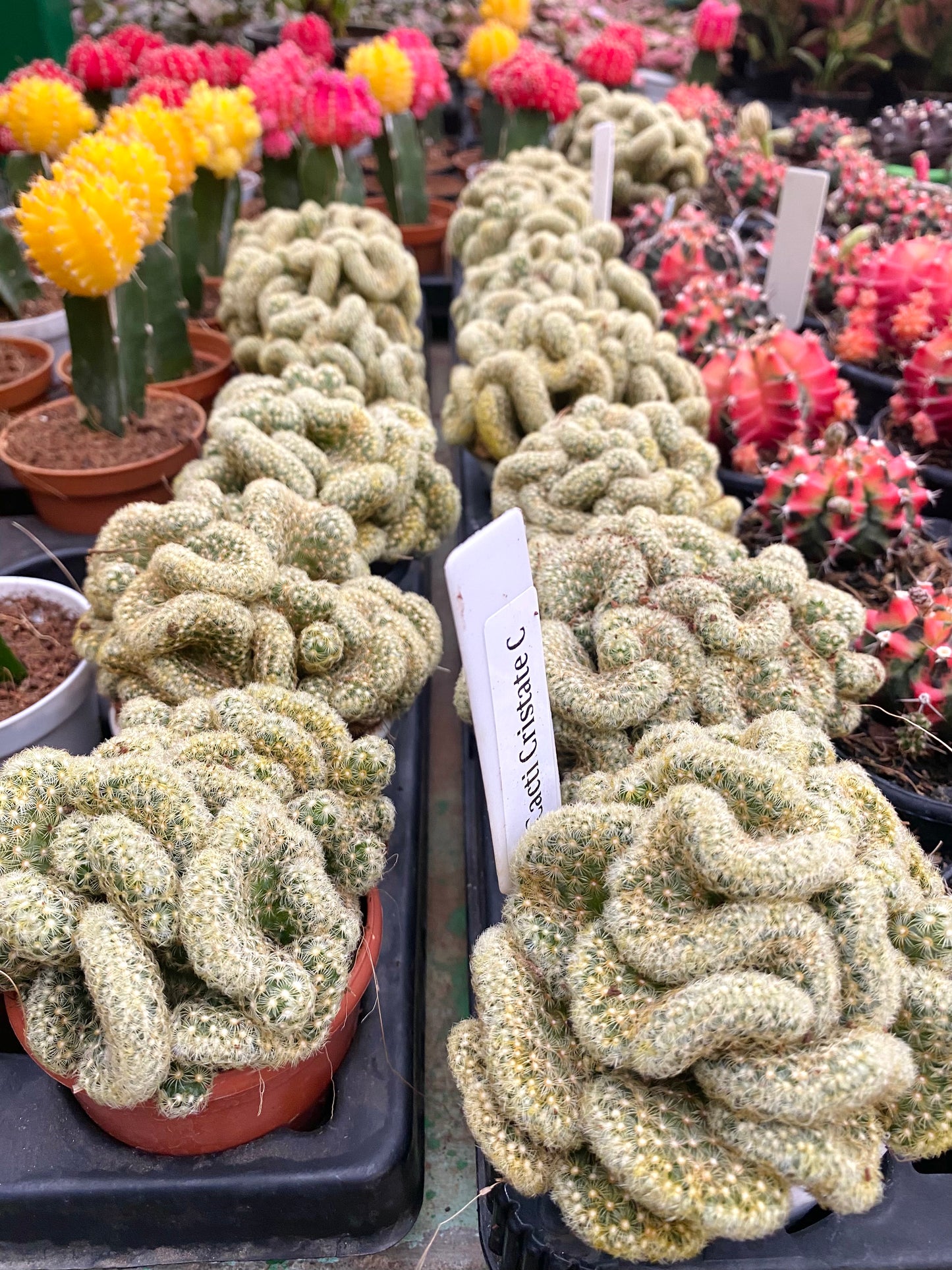 Mammillaria Elongata f. Cristata (Brain Cactus)