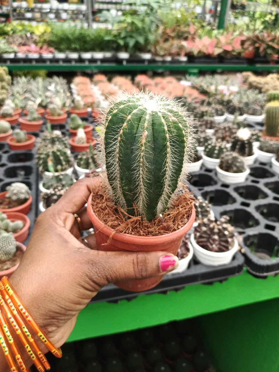 kaktus ball Parodia Magnifica (Ball Cactus) – Dream Green