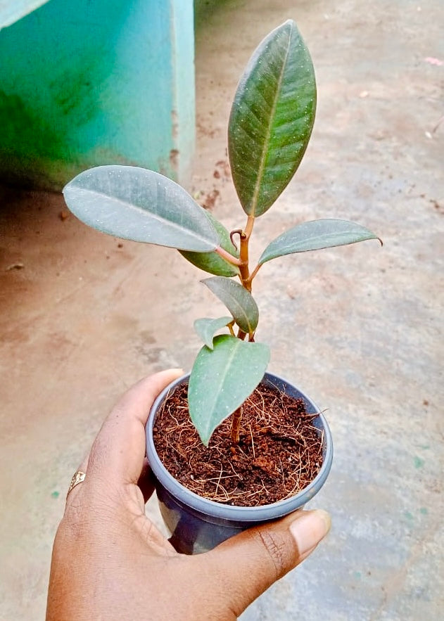 small rubber tree plant Ficus Elastica Rubber Mini – Dream Green