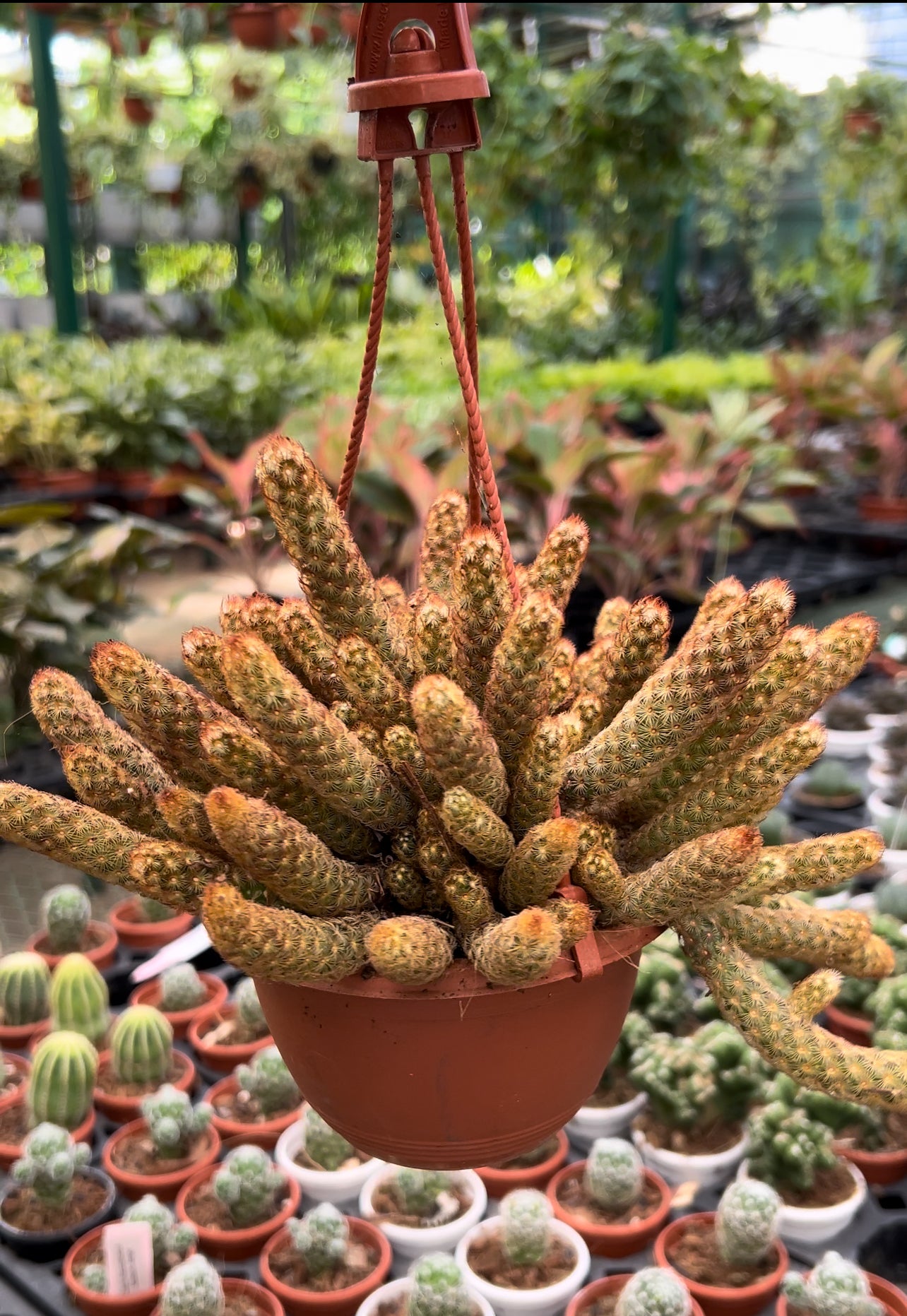 types of lady finger cactus Hanging Mammillaria elongata Ladyfinger Cactus Hanging – Dream Green