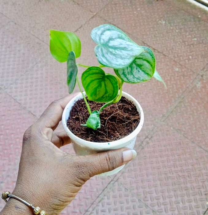 Philodendron Brandtianum