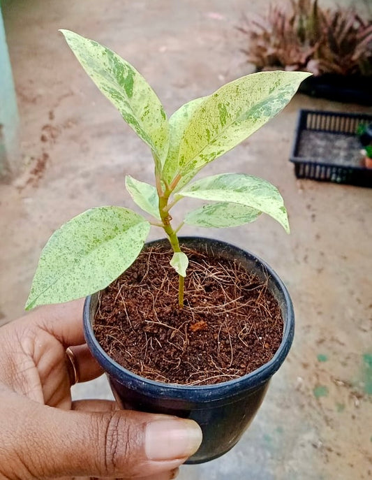 Ficus Elastica Rubber Shivereana Mini