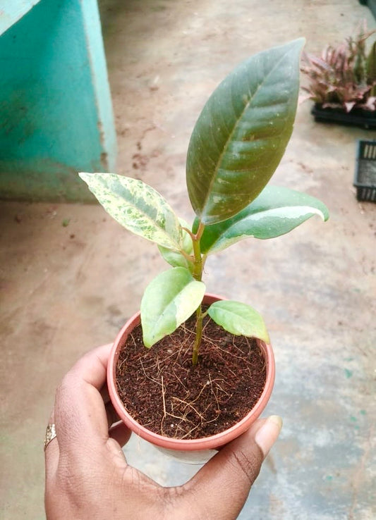 Ficus Rubber Variegated