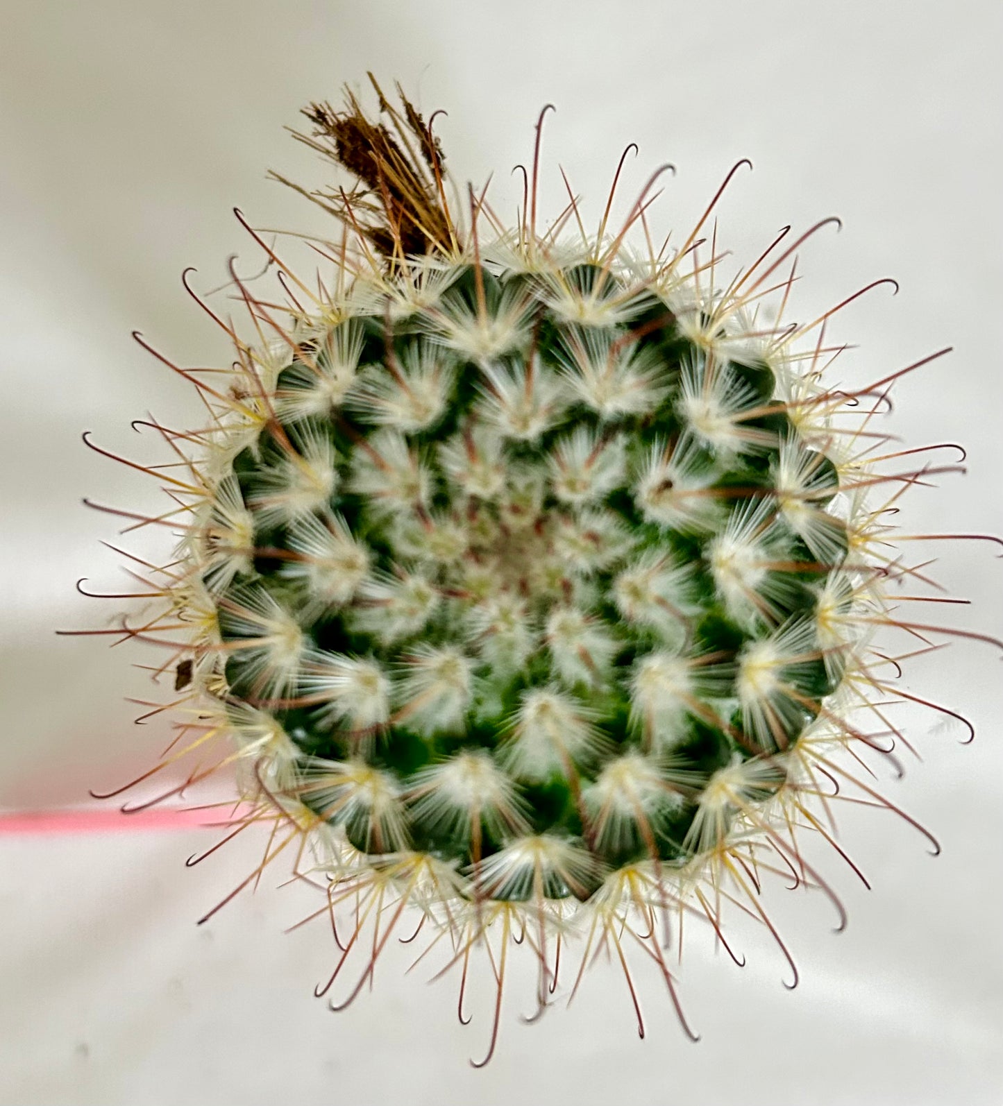 Mammillaria Bombycina (Pincushion Cactus)