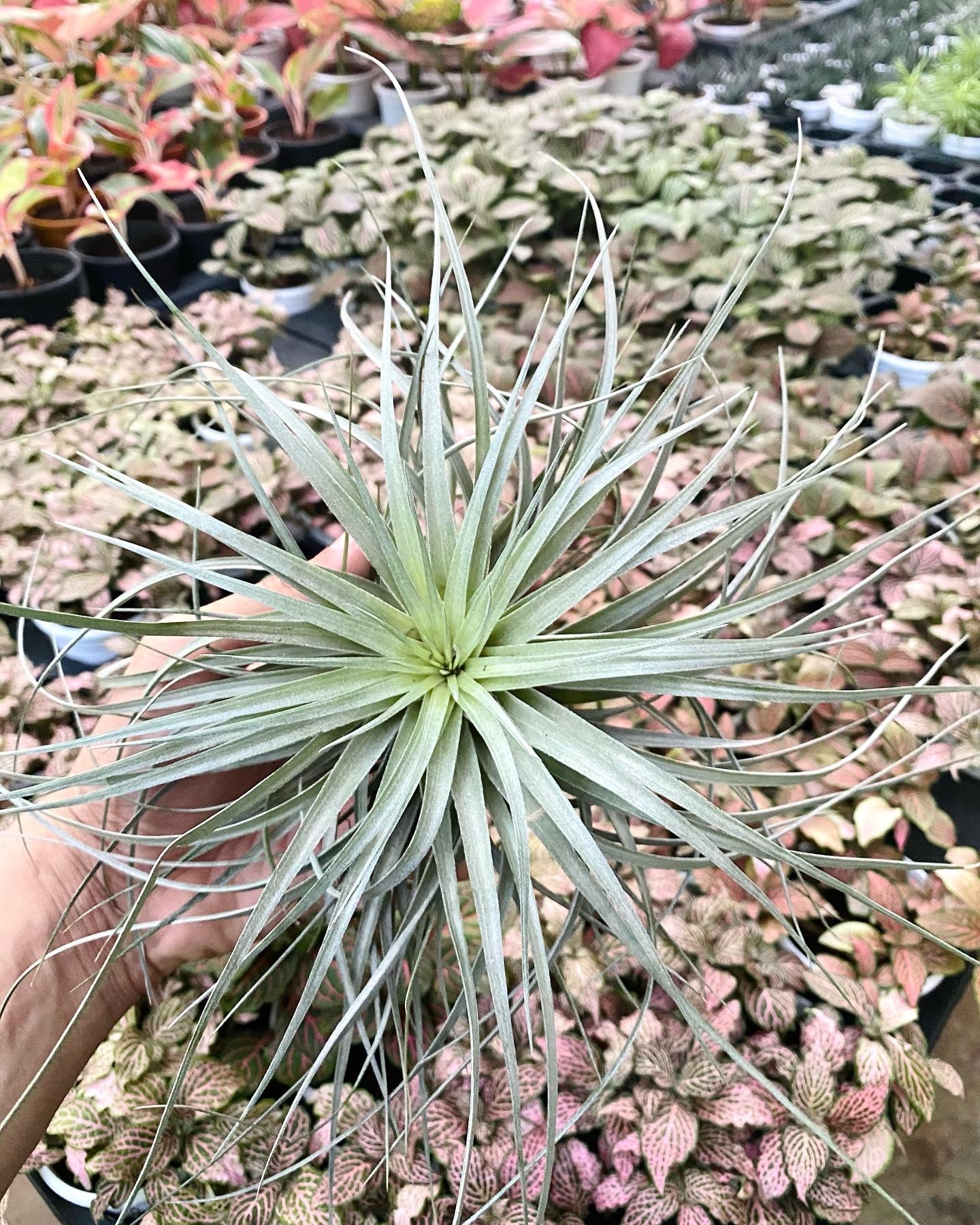 cotton candy air plant air-plants-tillandsia-tricolour – Dream Green