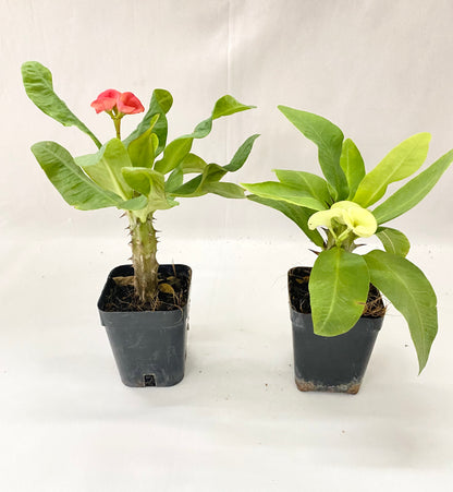 Euphorbia milli Hybrids