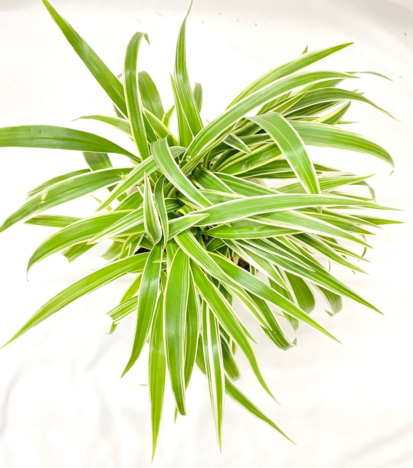 Chlorophytum Laxum (Spider plant)