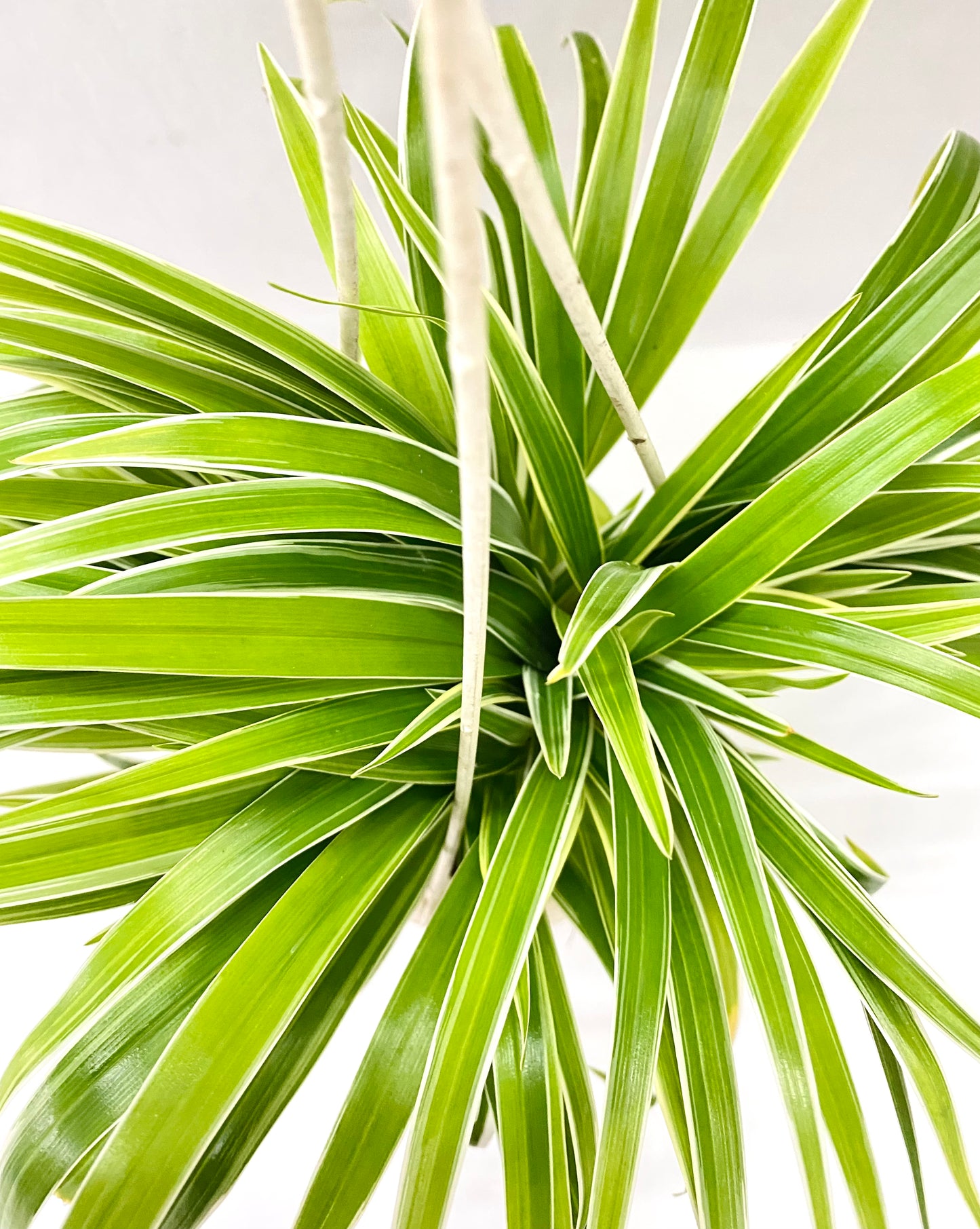 Hanging – Spider Plant