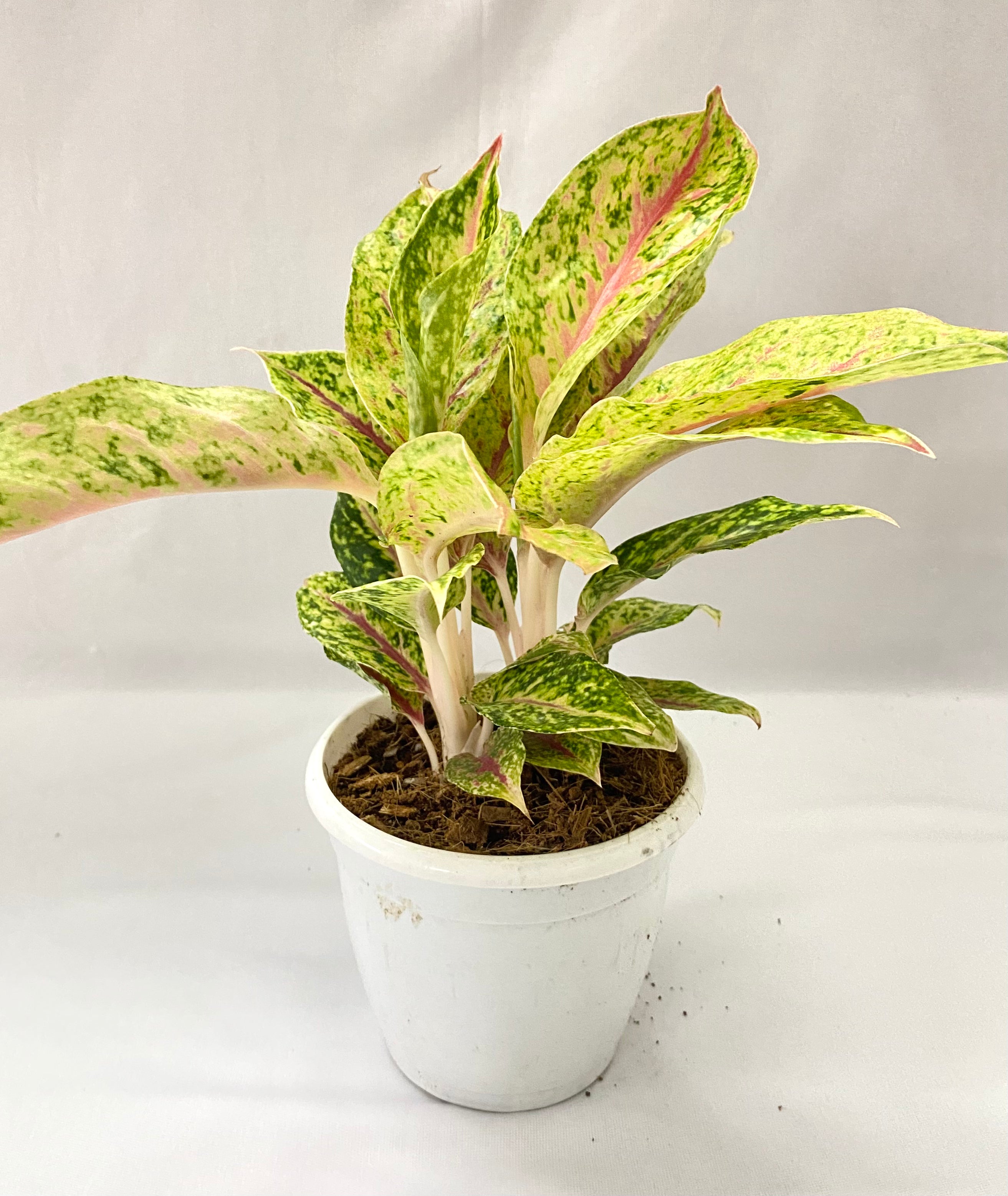 aglaonema yellow Aglaonema Lynam Tok Orange (Multi Shoot) – Dream Green