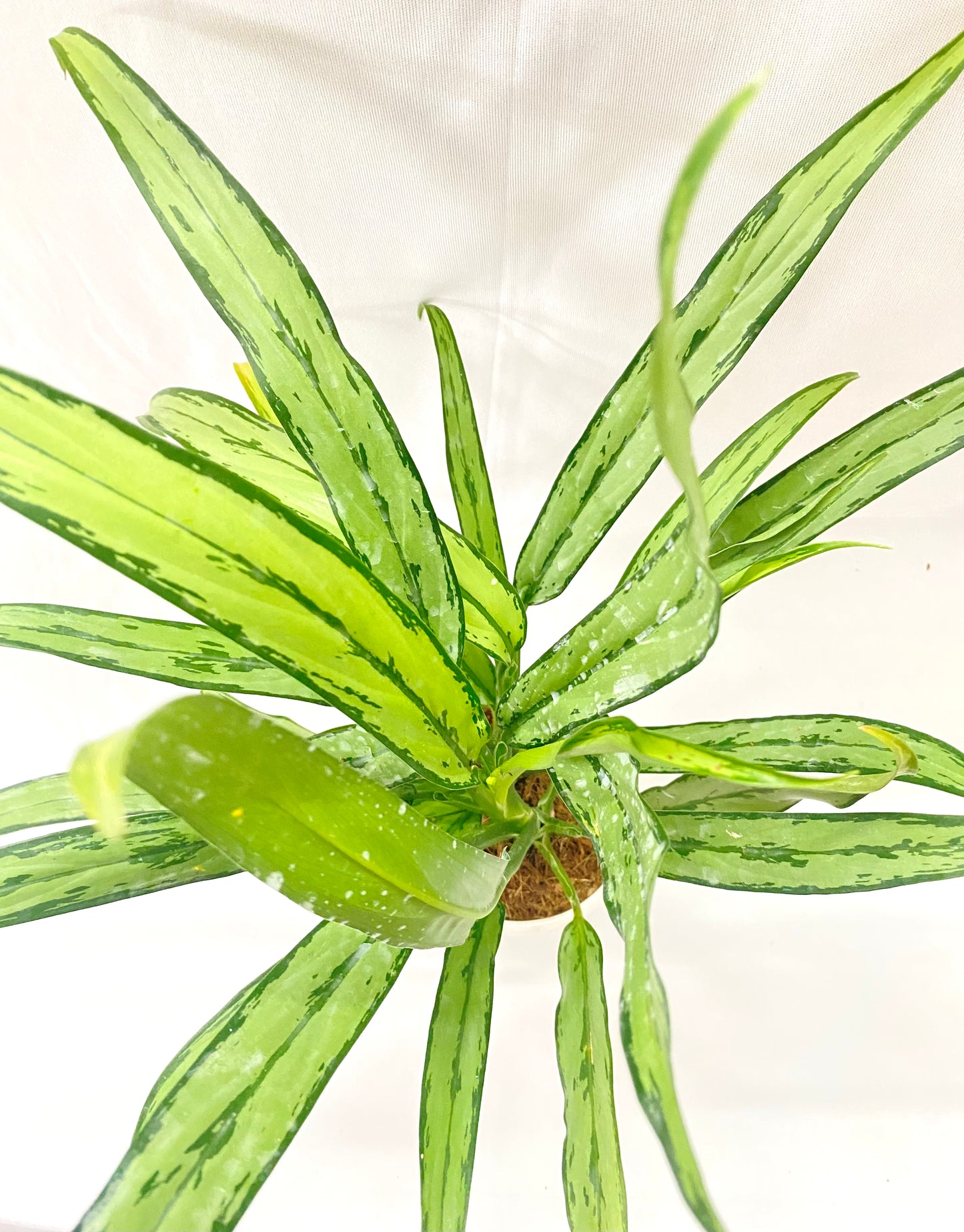 Aglonema Cutlass