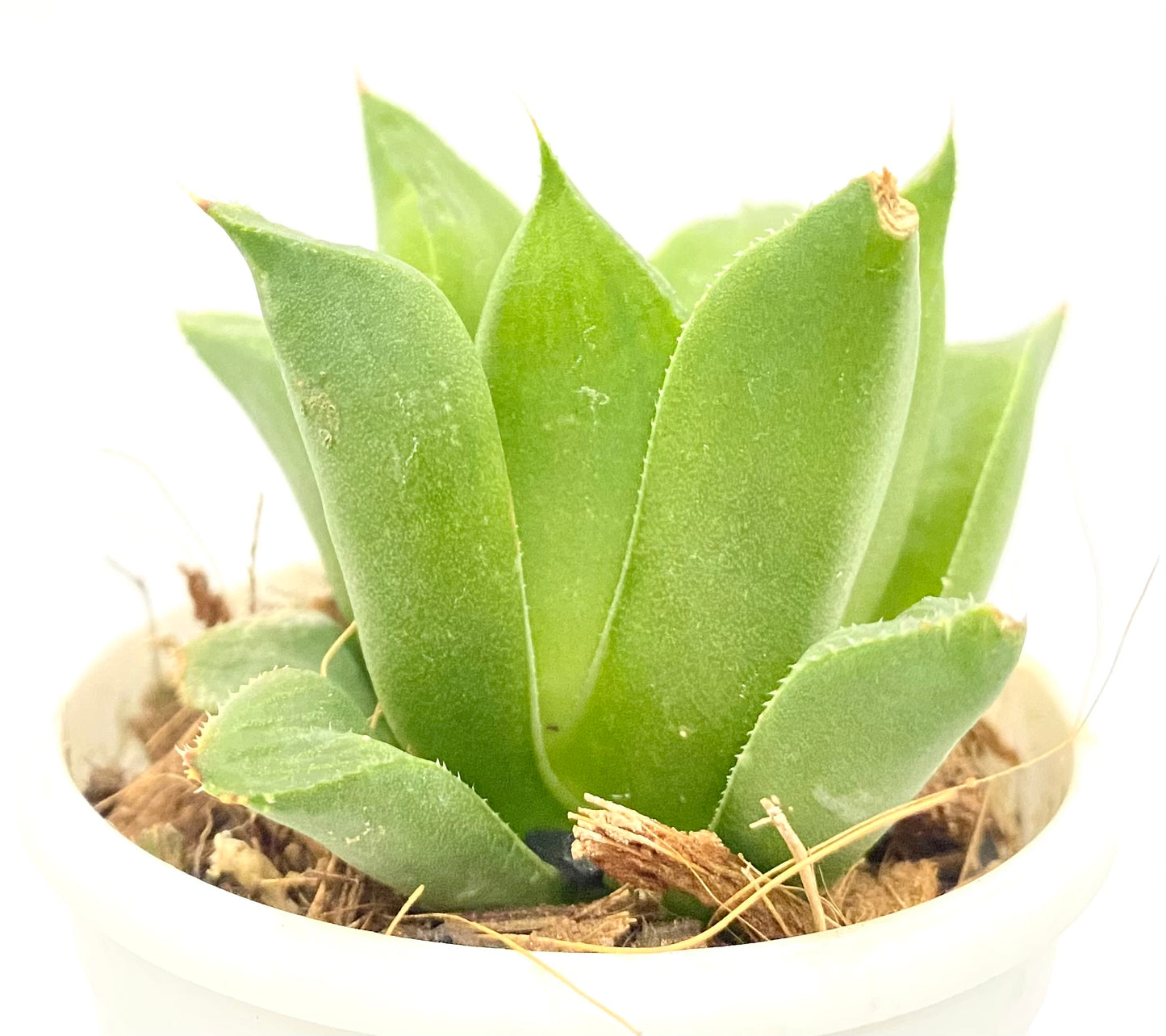 Haworthia Hybrid 143