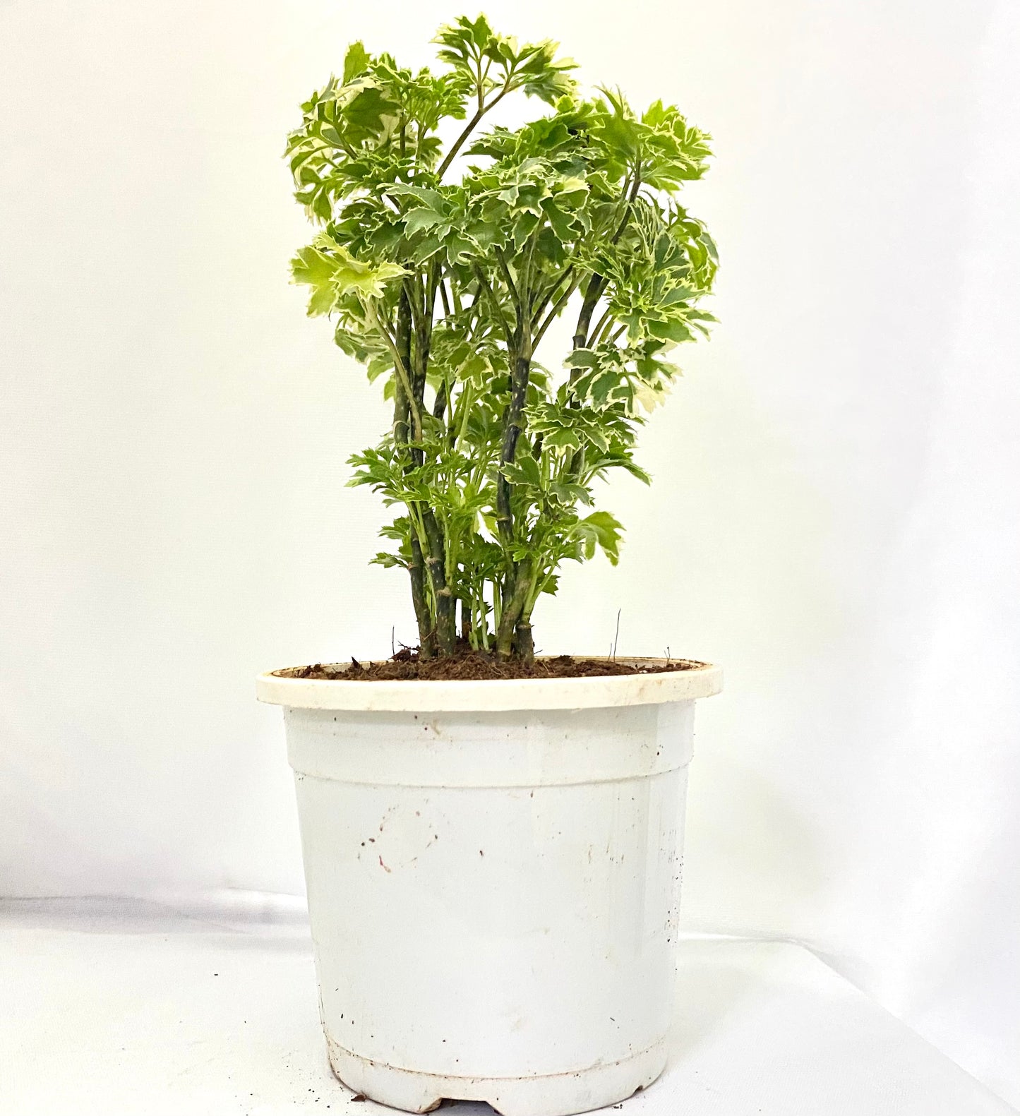 Aralia Oakleaf Variagated