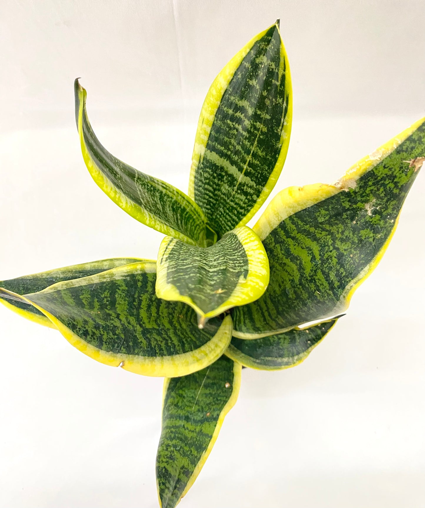 Sanseveria Superba Futura Bunch