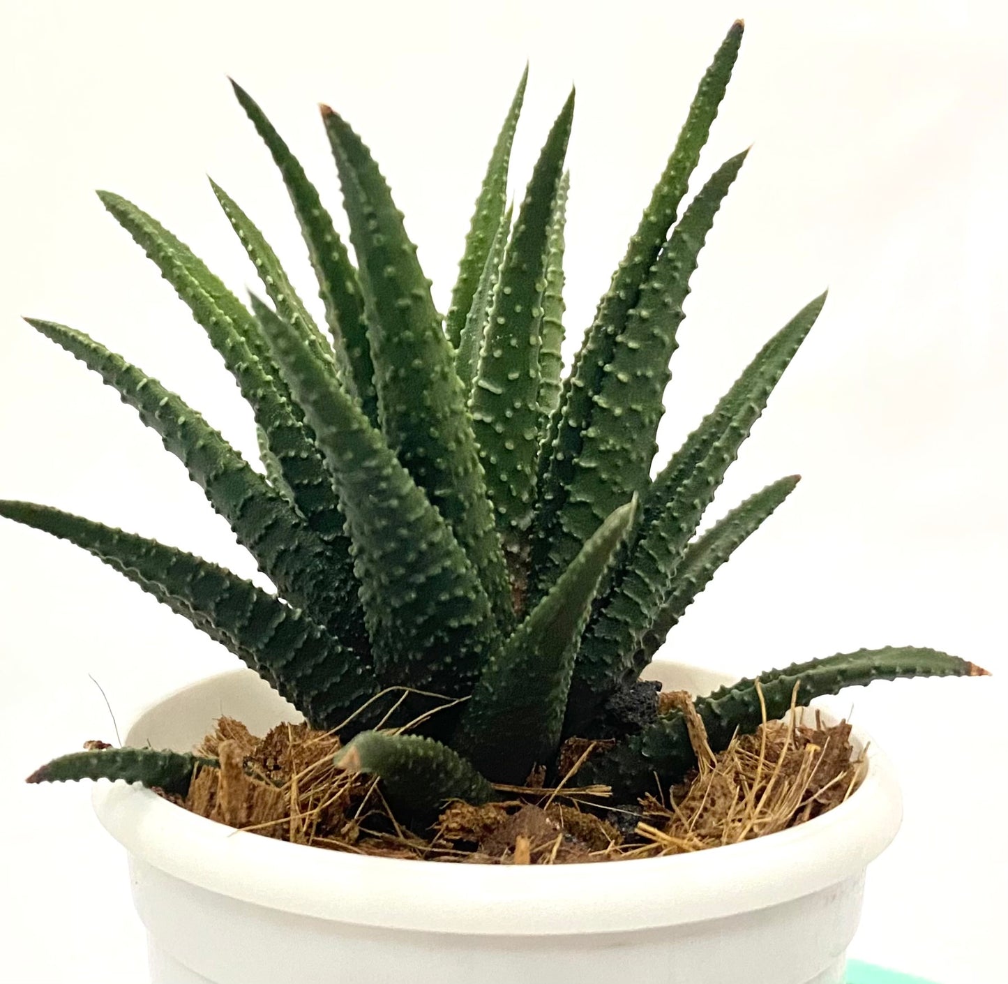 Haworthia Attenuata Dark Green