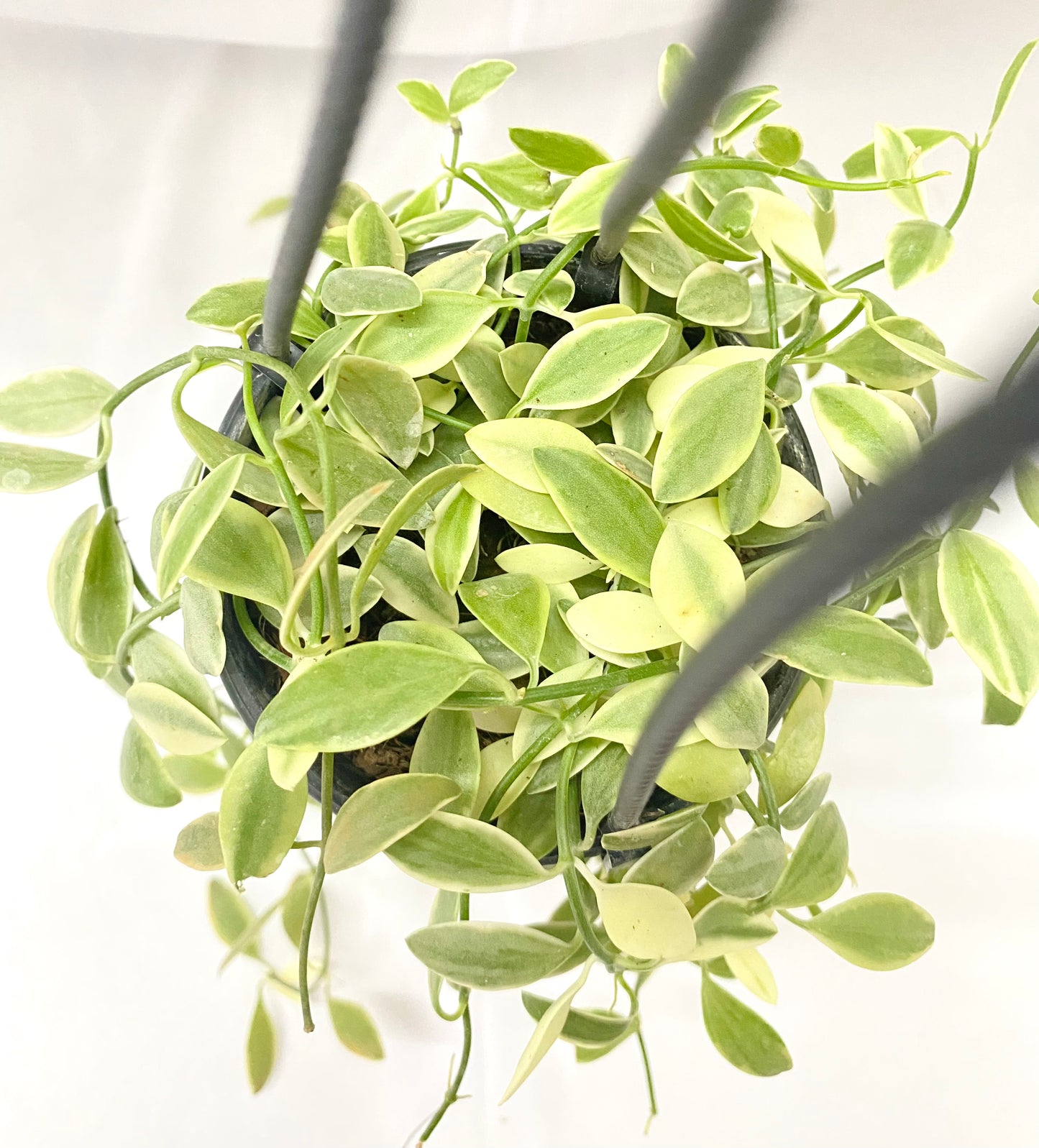 Hanging - Dischida Variagated