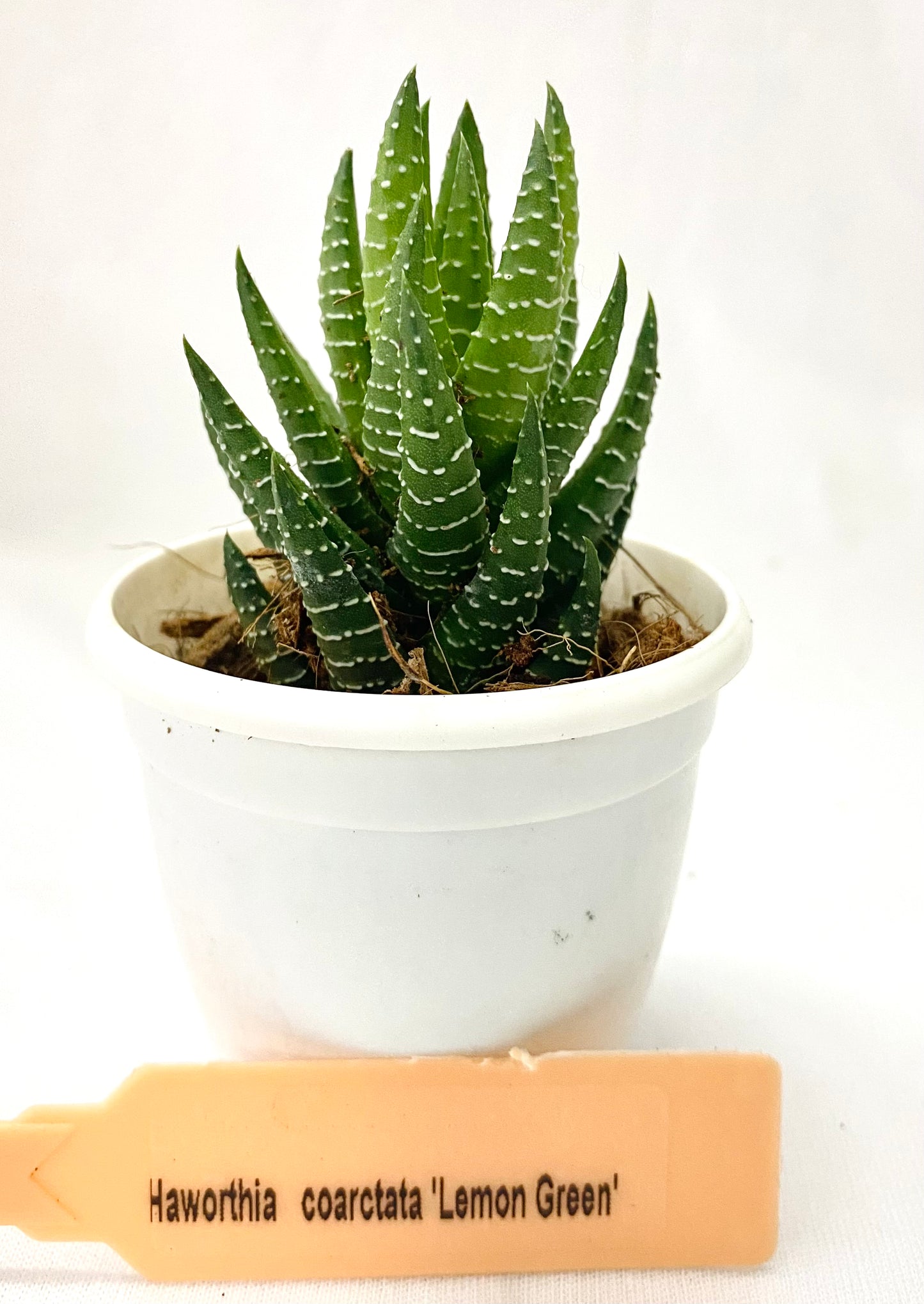 Haworthia coarctata 'Lemon Green'
