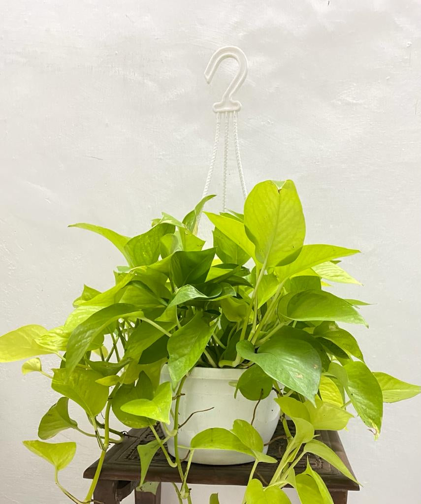 Hanging – Neon Pothos