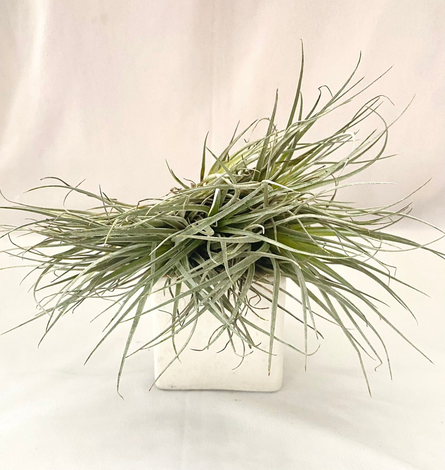 Air Plant - Tillandsia (Triclour)