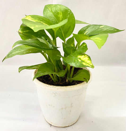 Scindapsus Gold King (Green Pothos/Money Plant) Single Plant