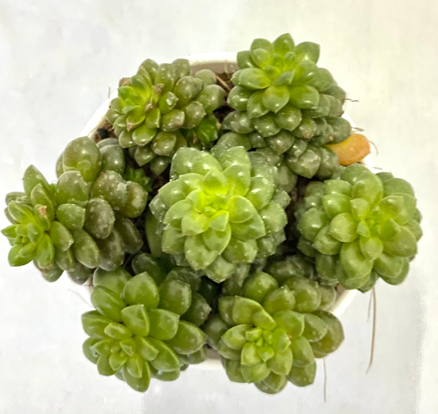 Sedum Littlegem