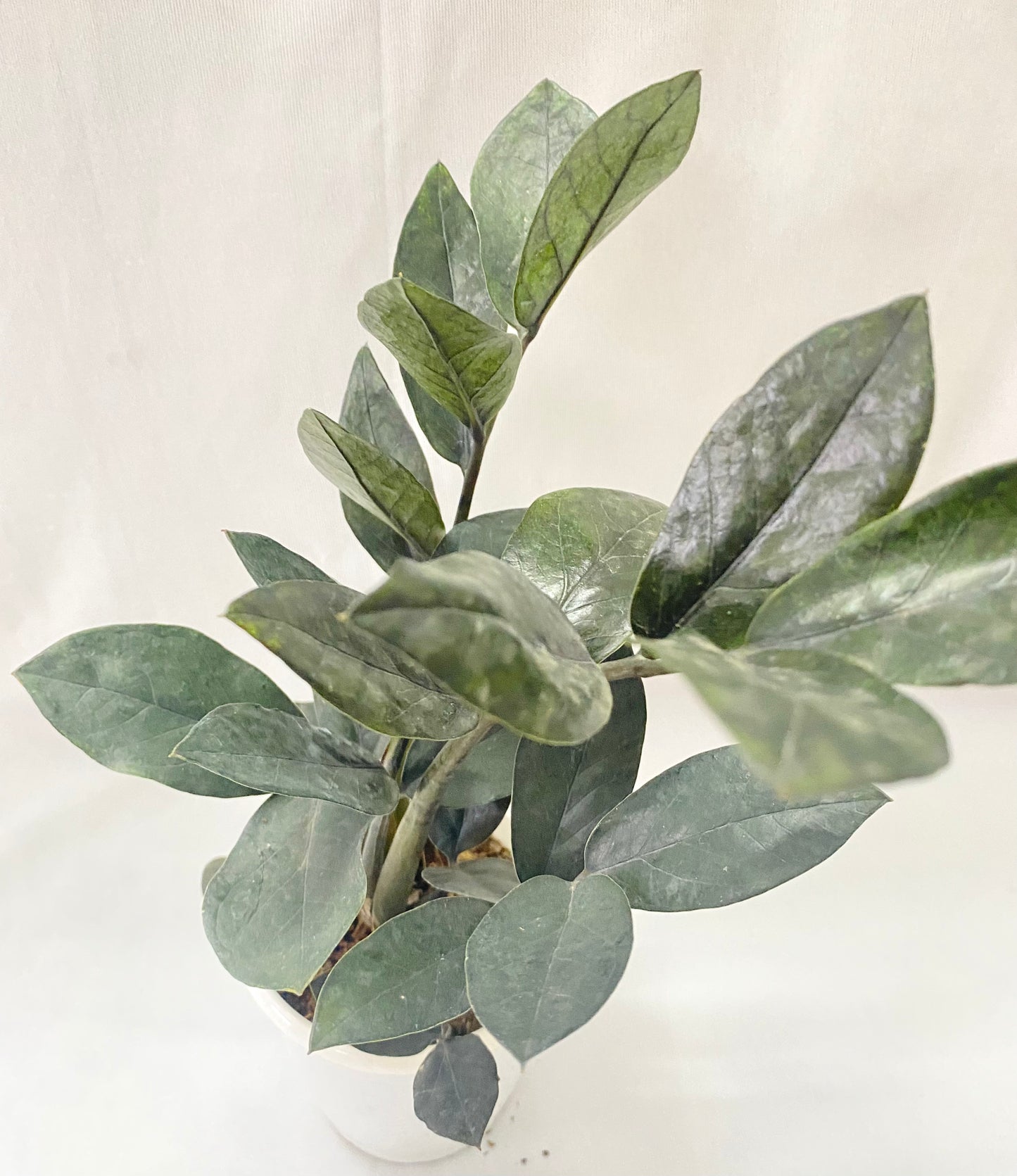 Zamia Raven Black