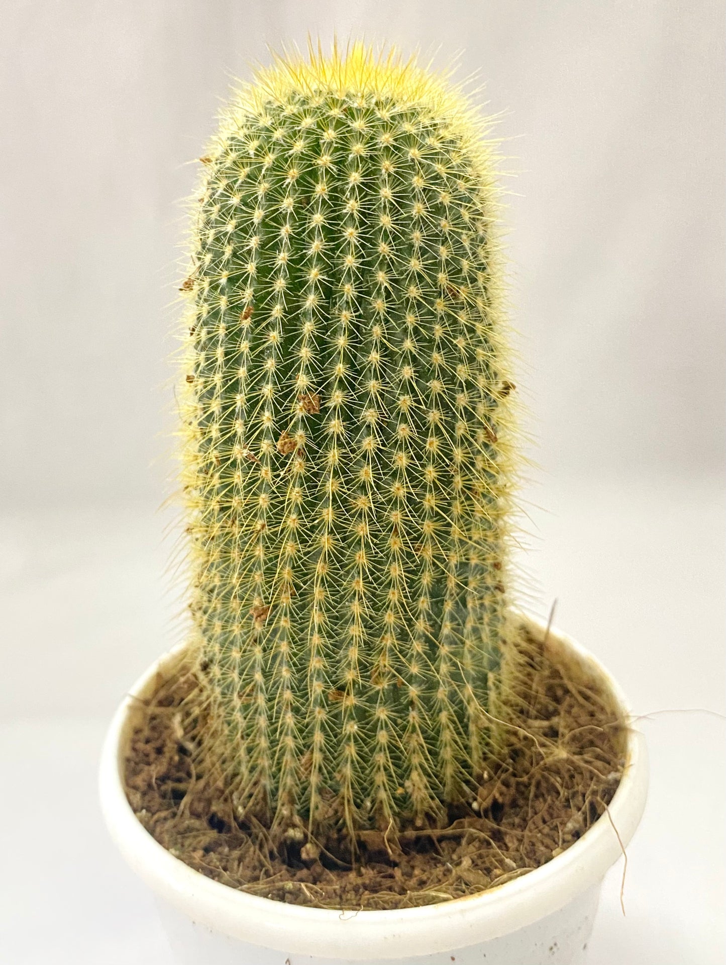 Cacti Parodia Leninghausii (Yellow Tower Cactus)