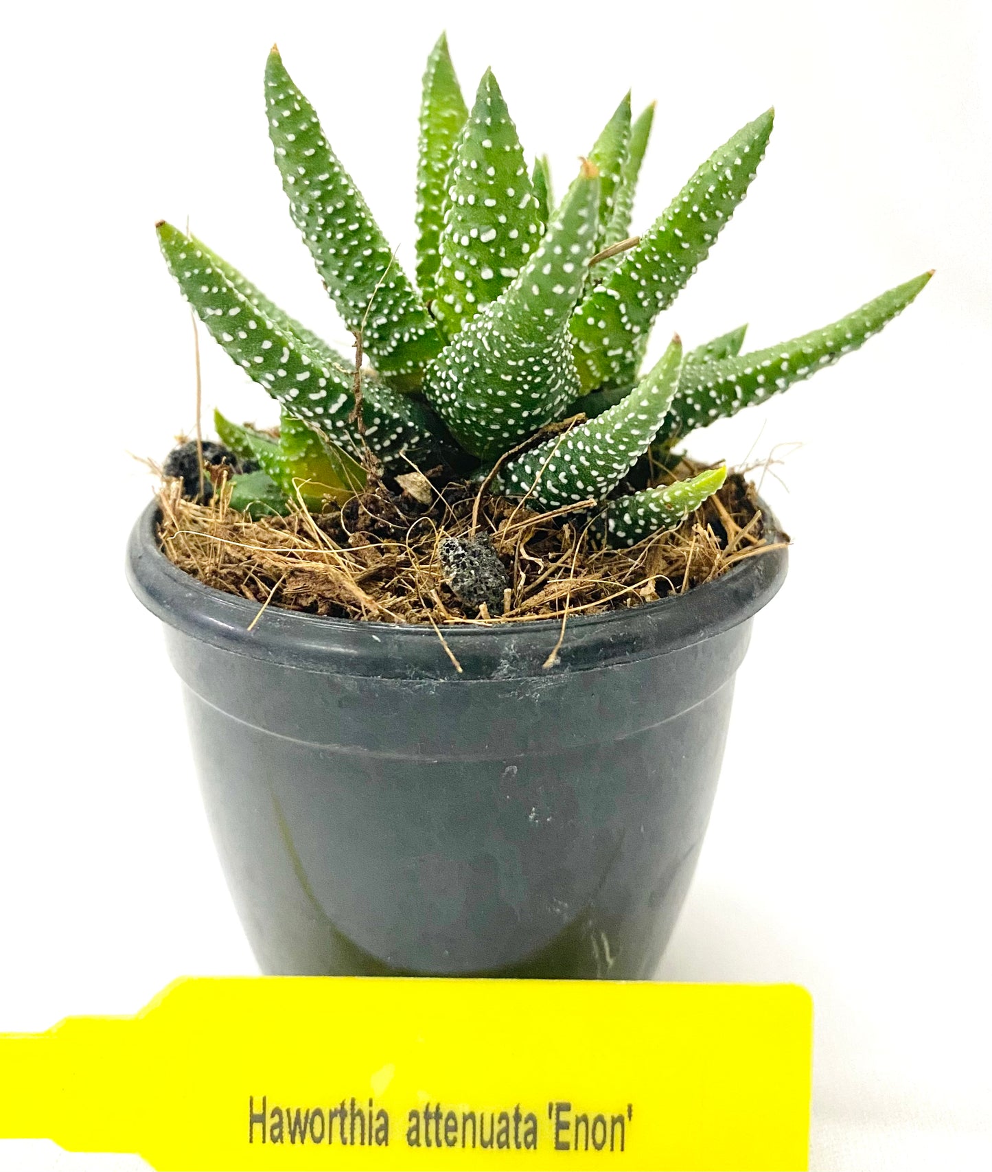 Haworthia attenuata 'Enon'