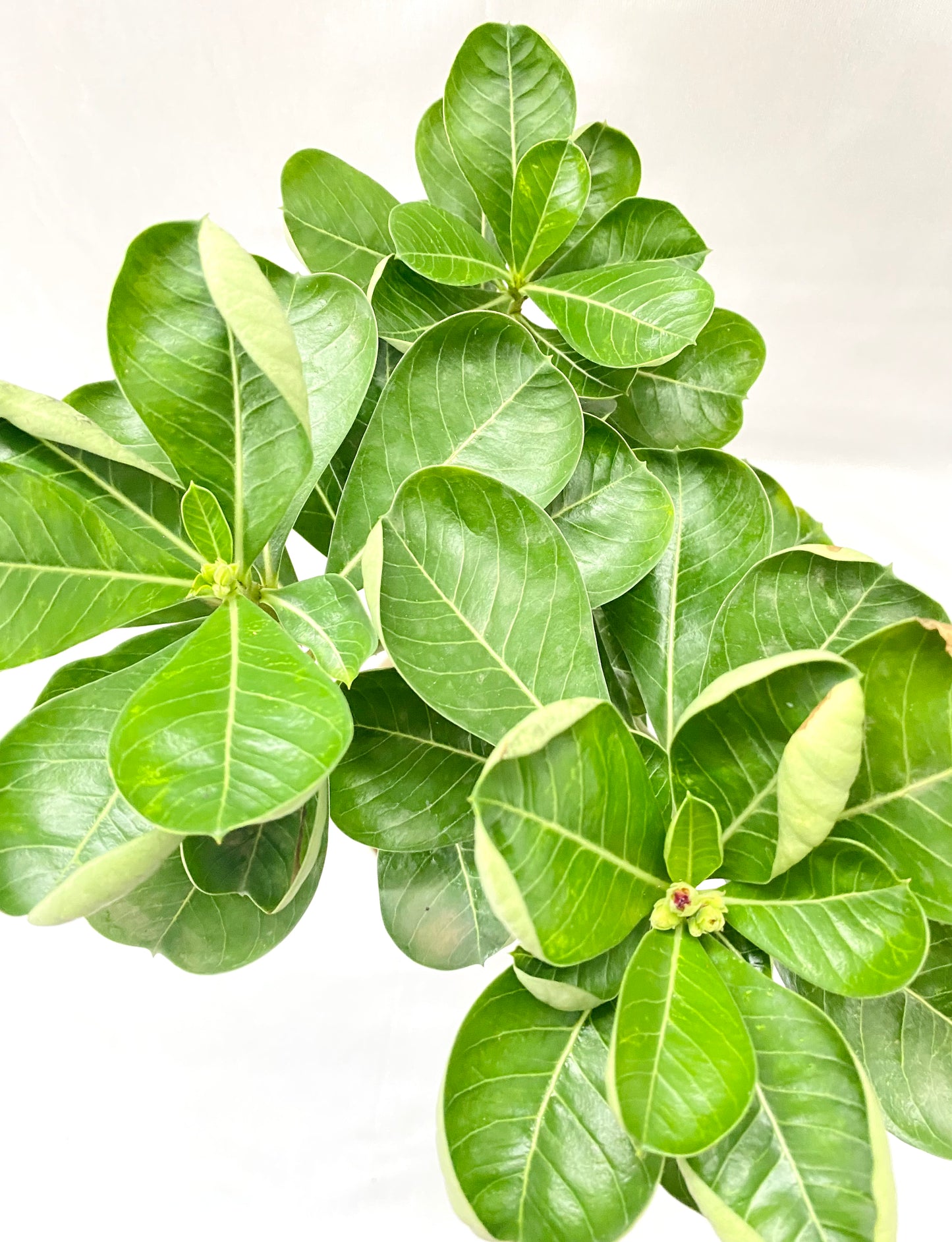 Desert Rose Adenium Bonsai Big
