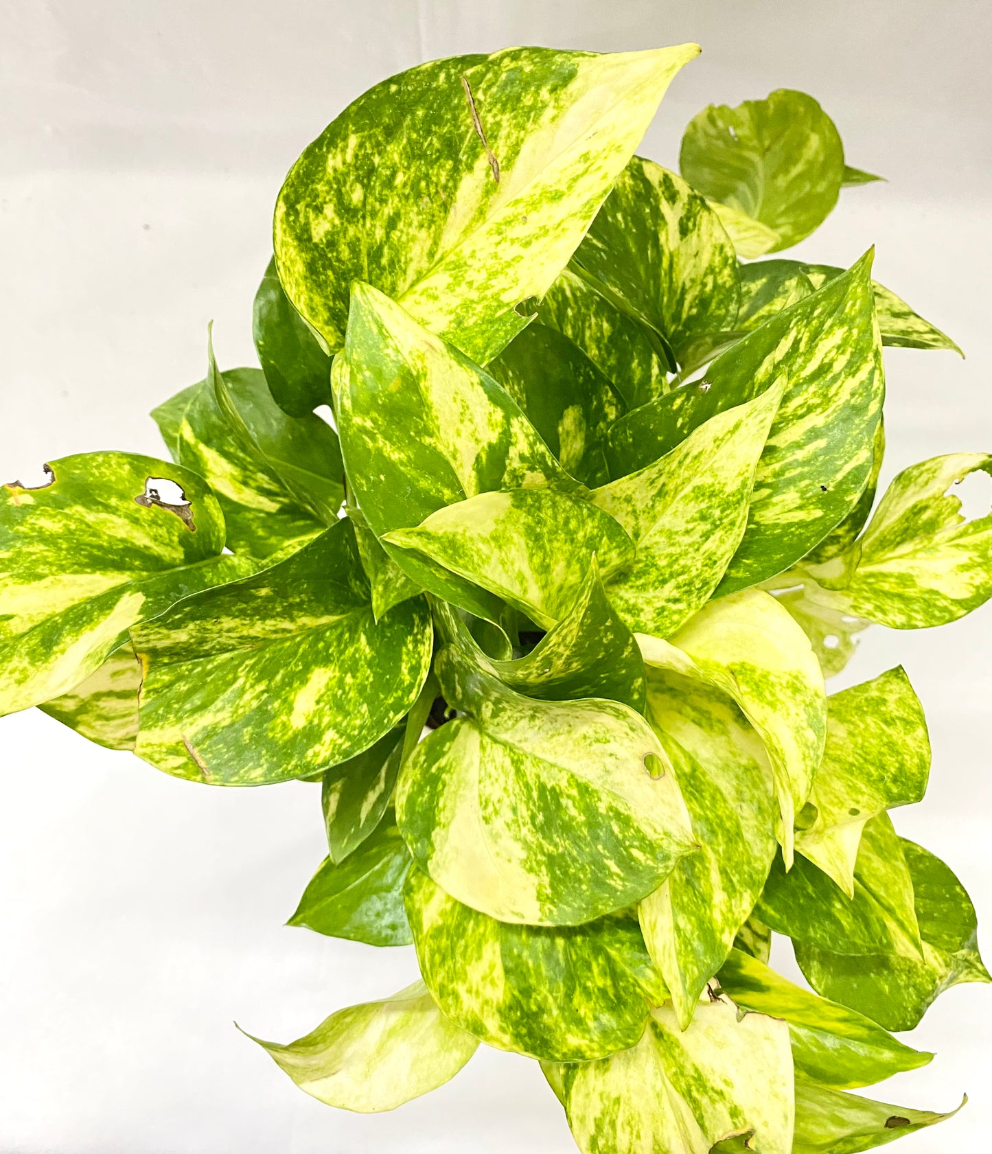 Scindapsus Gold King (Green Pothos/Money Plant) Bushy