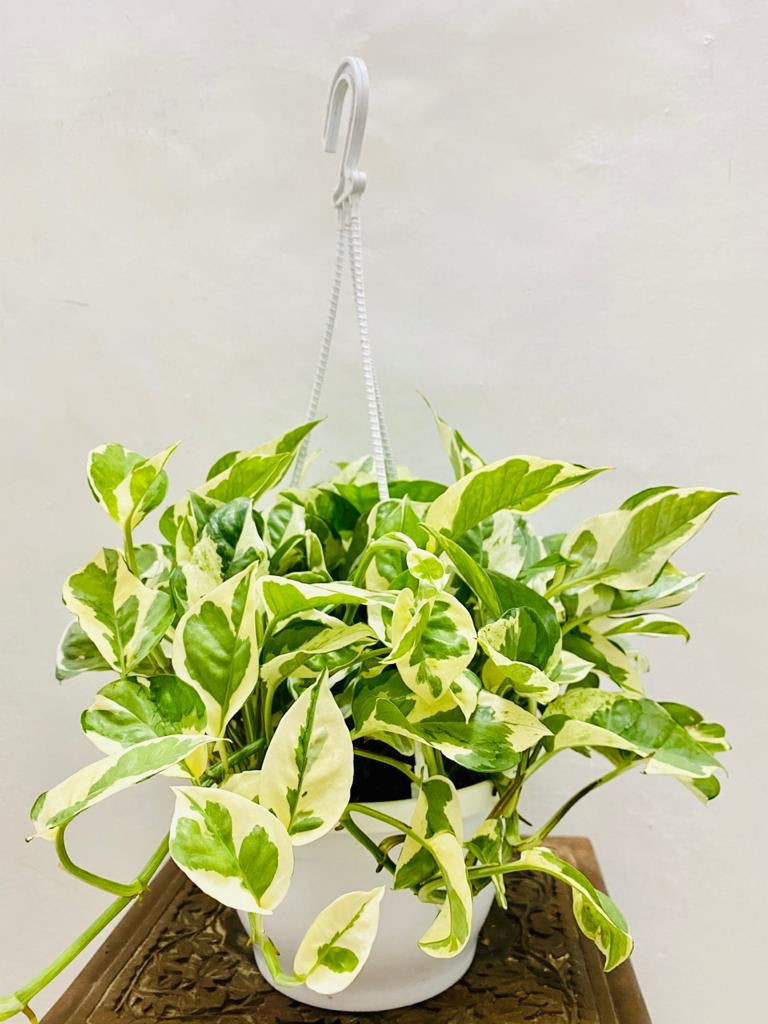 Hanging – Scindaspus Njoy