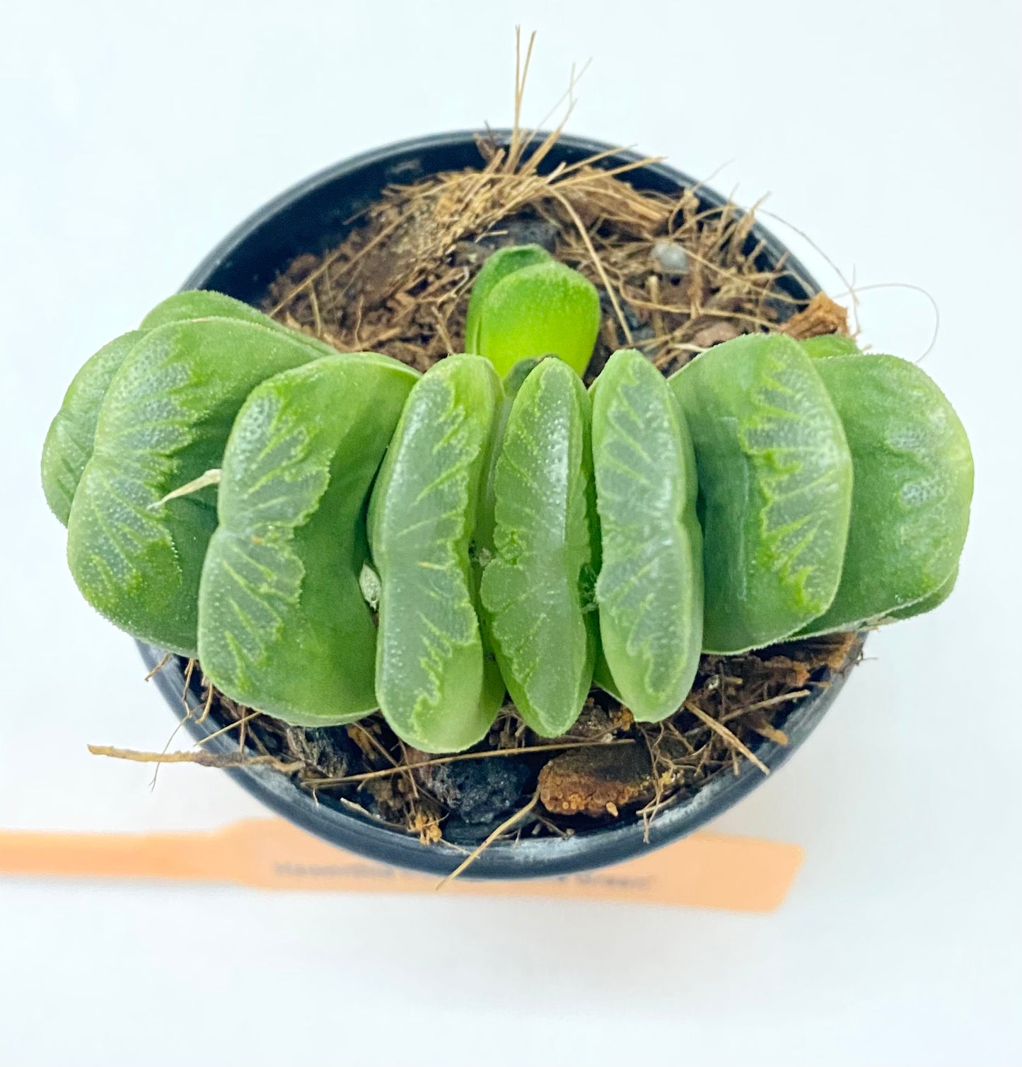 Haworthia truncata 'Lime Green'