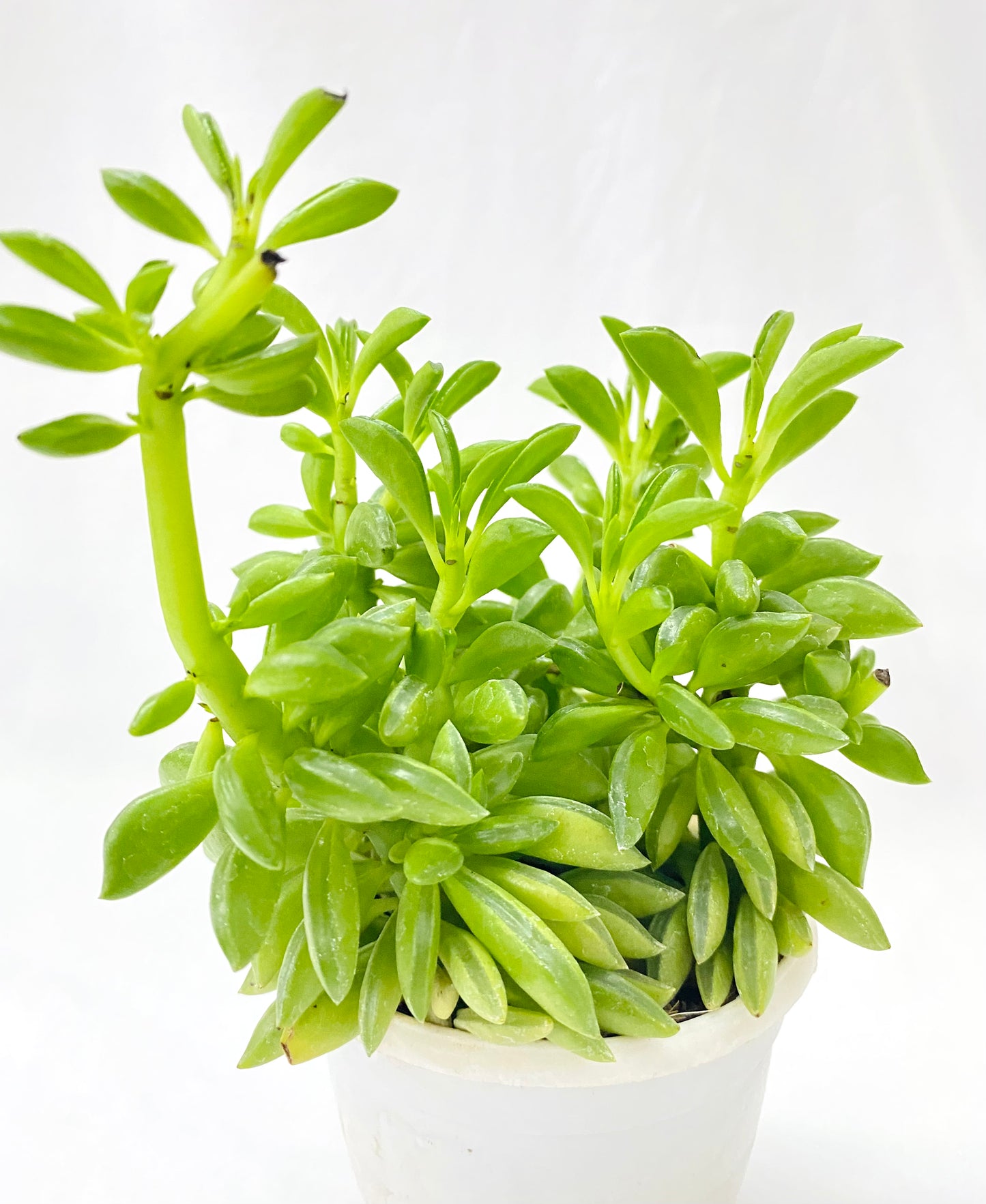 Peperomia axillaris