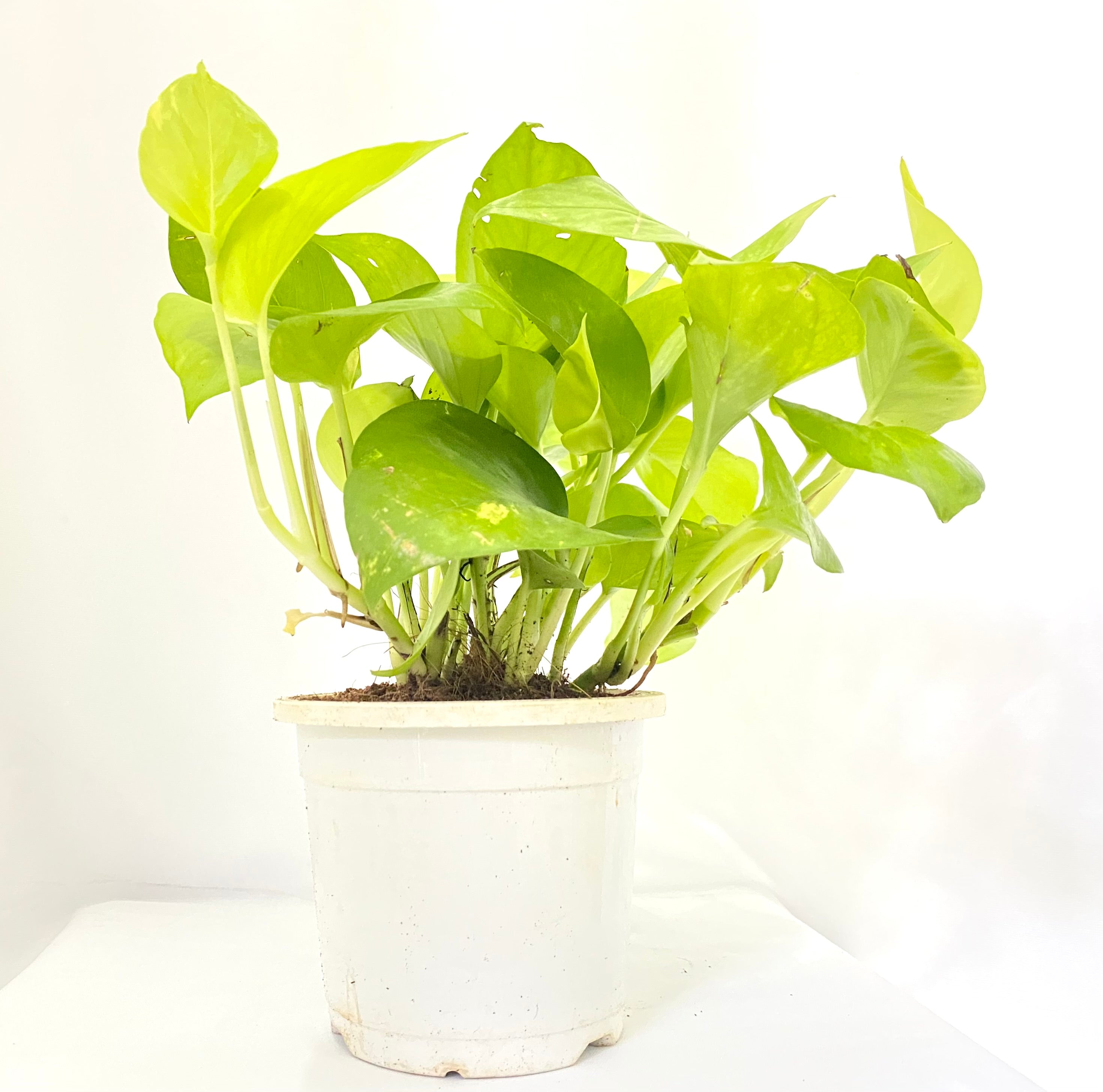 golden money plant images golden-money-plant – Dream Green