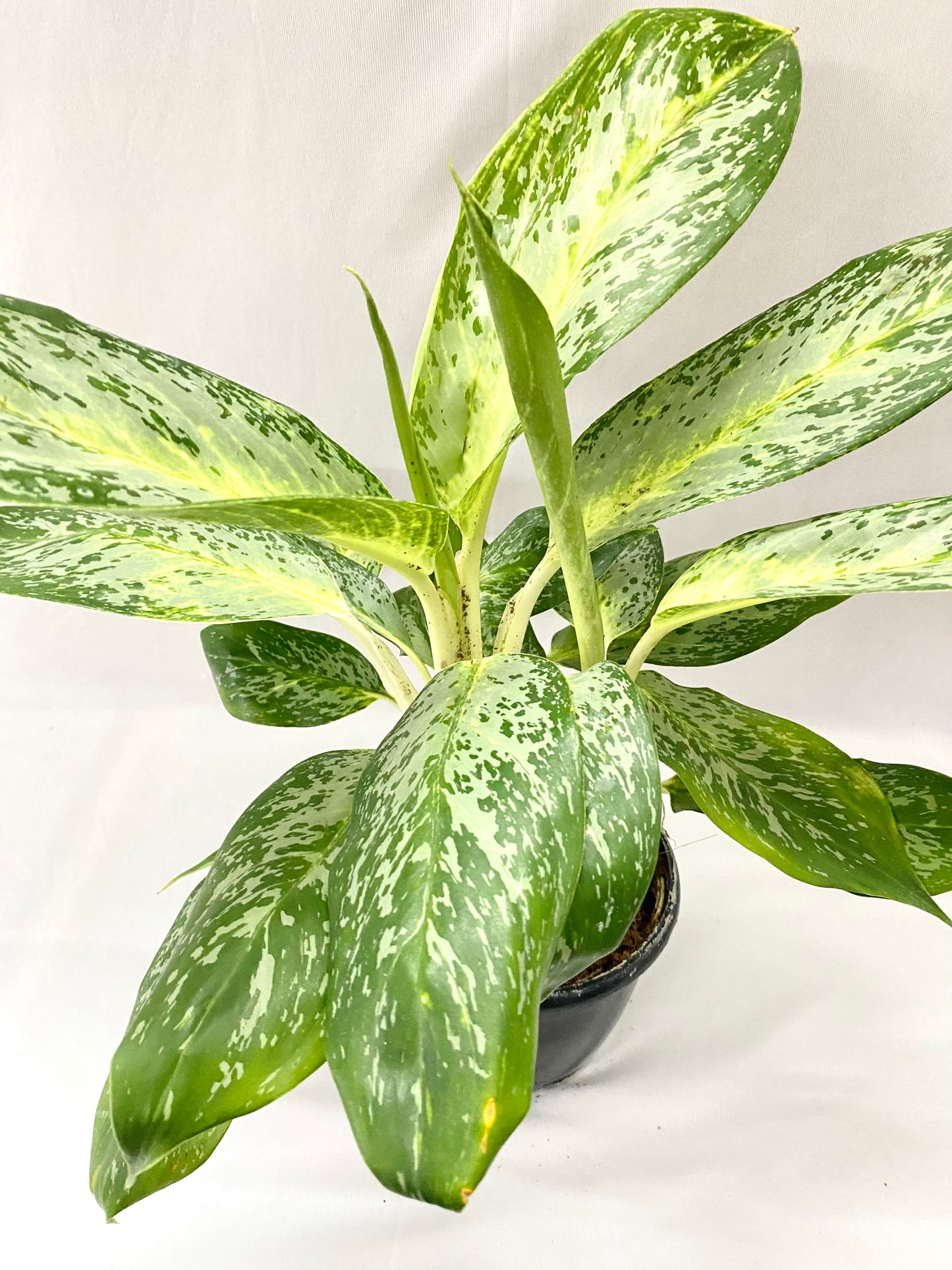 Aglaonema Pearl