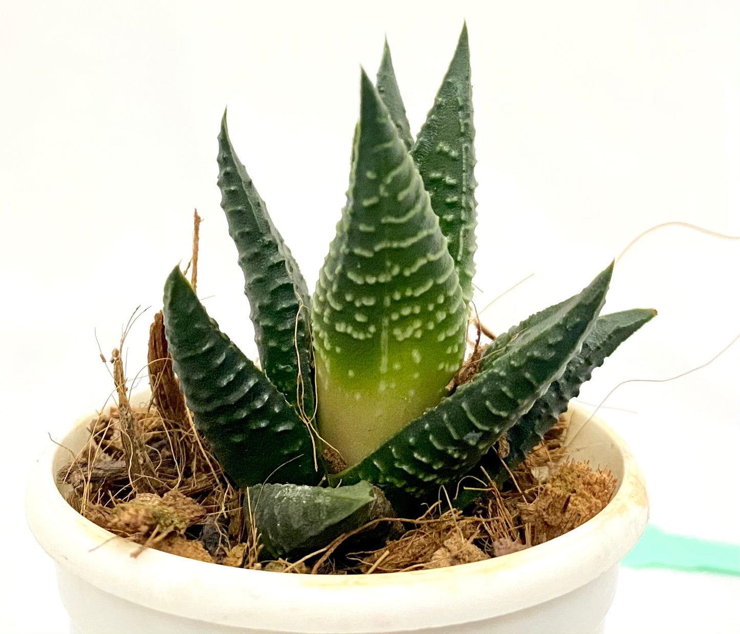 Haworthia Limifolia Shine