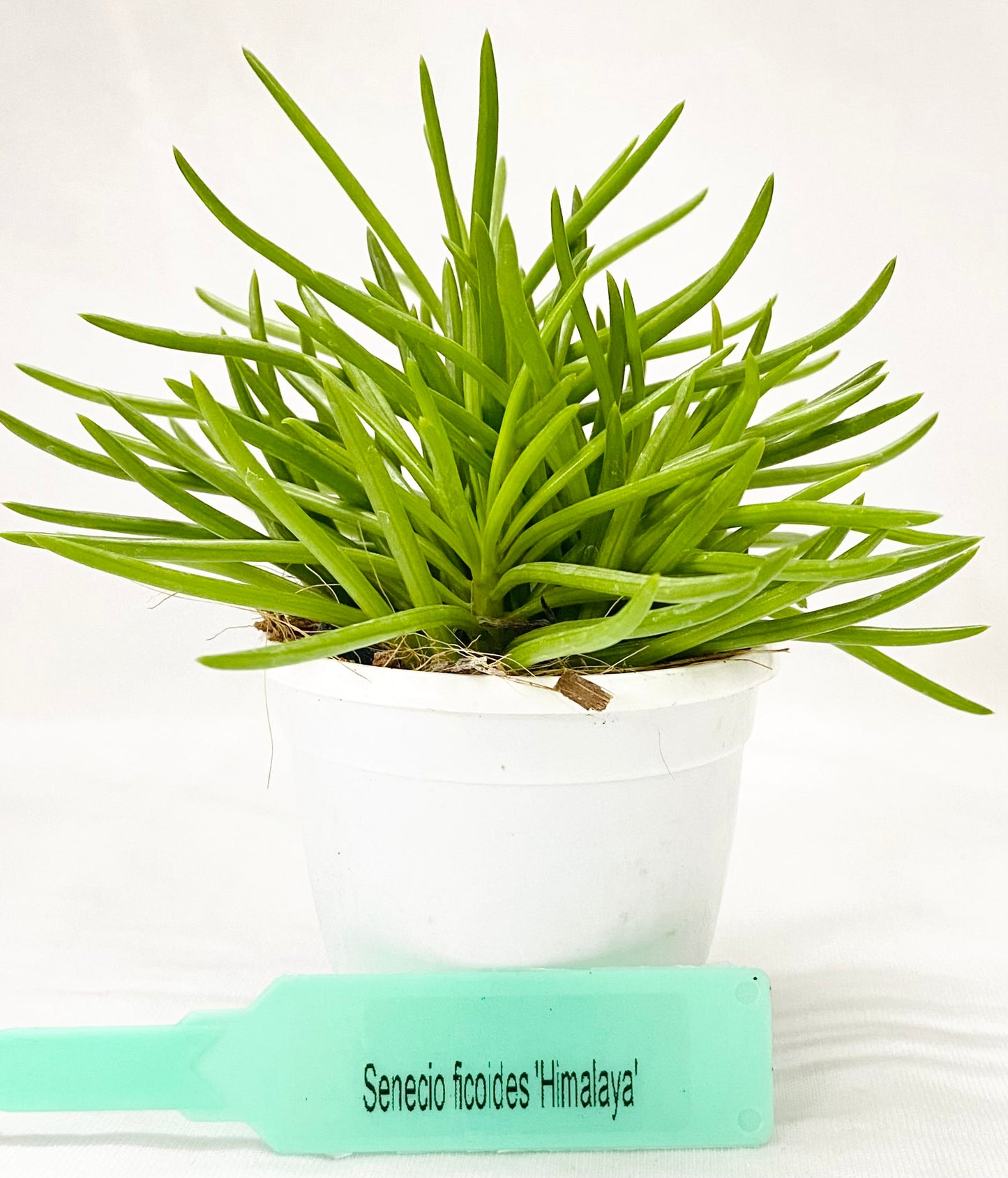 Sencio Ficodes Himalayas