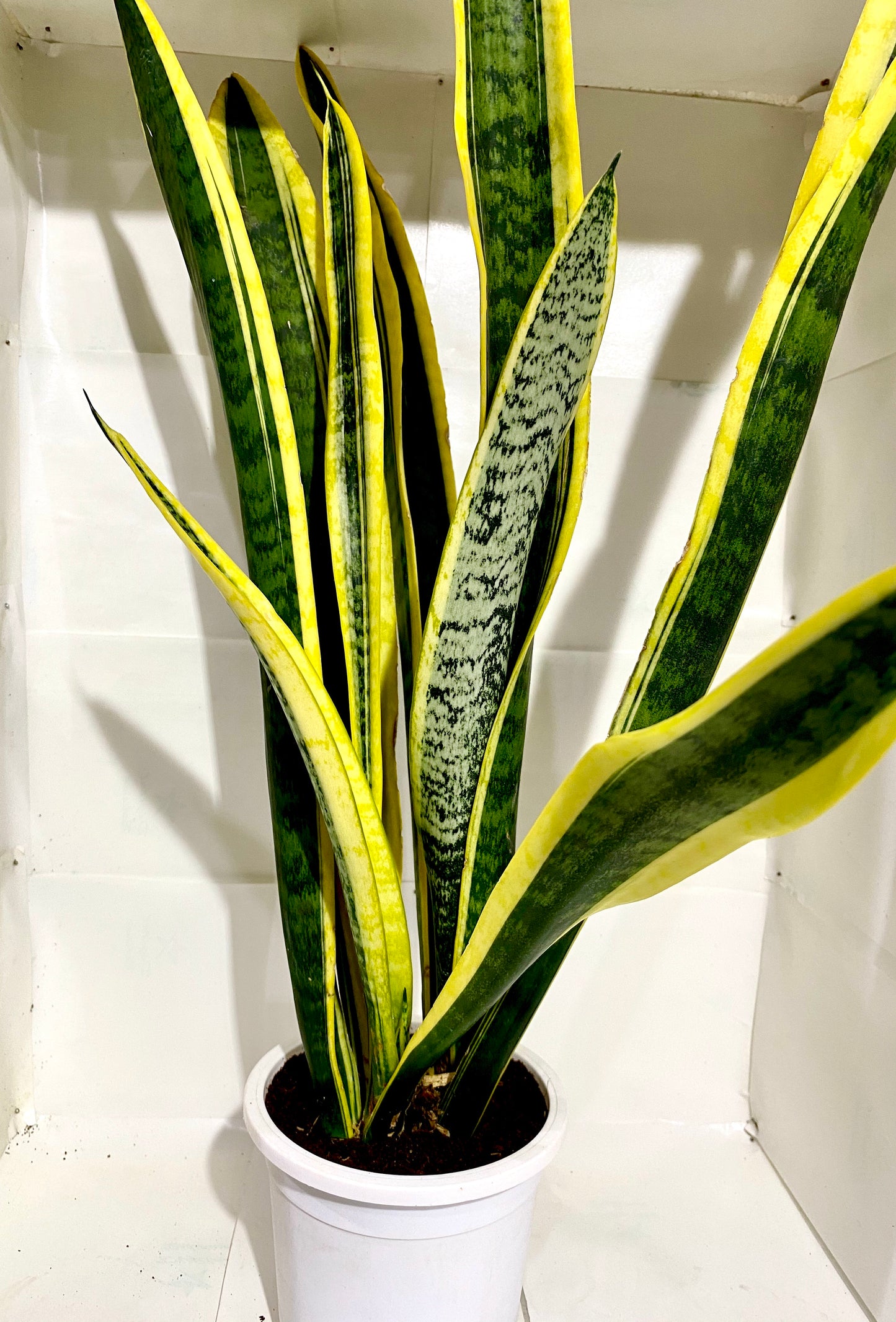 Sanseveria Laurenti