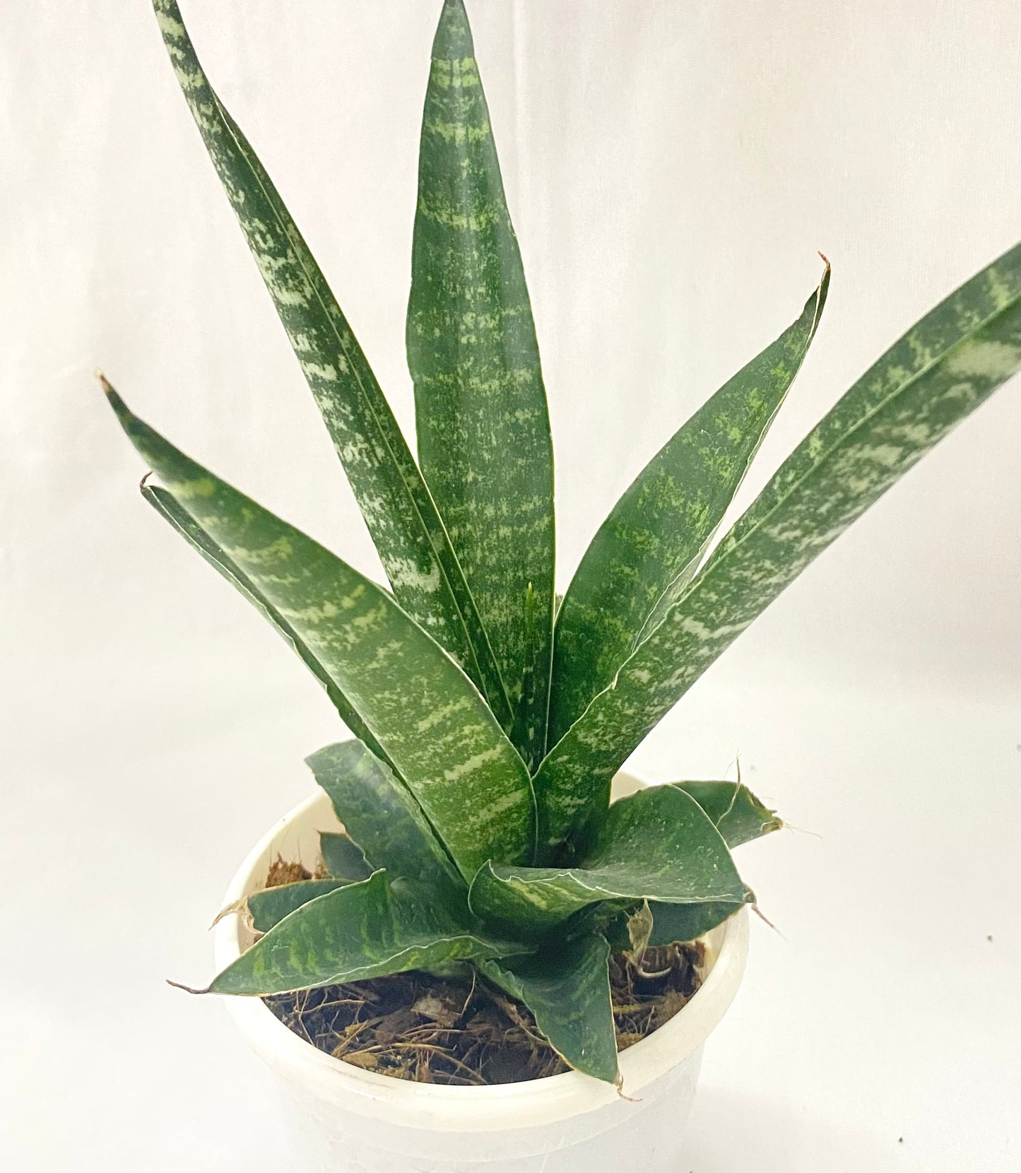 Sanseveria Hugo