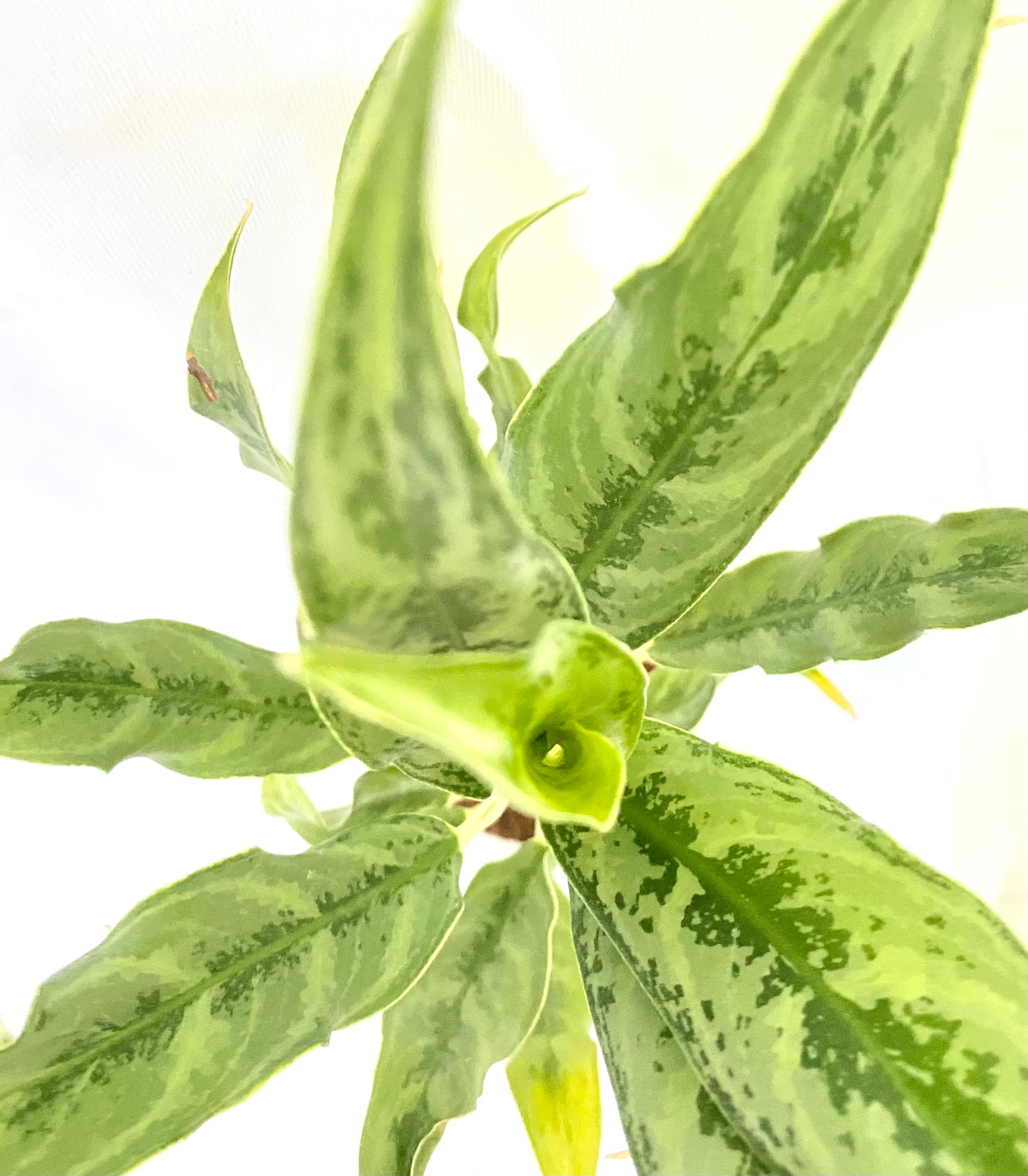 Aglaonema Whitestem