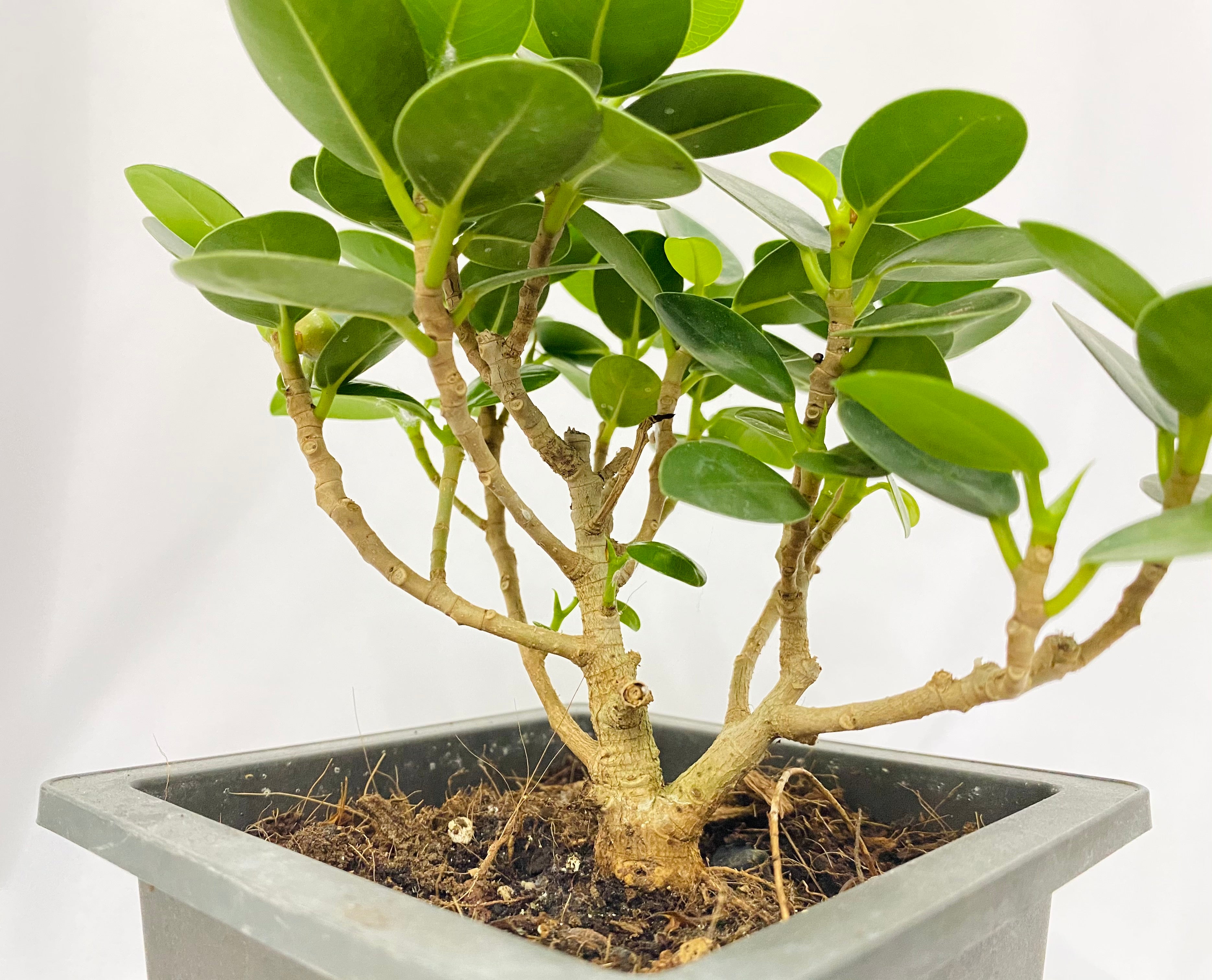 Ficus ginseng microcarpa Bonsai - Vaso 16 cm, h 40 cm 