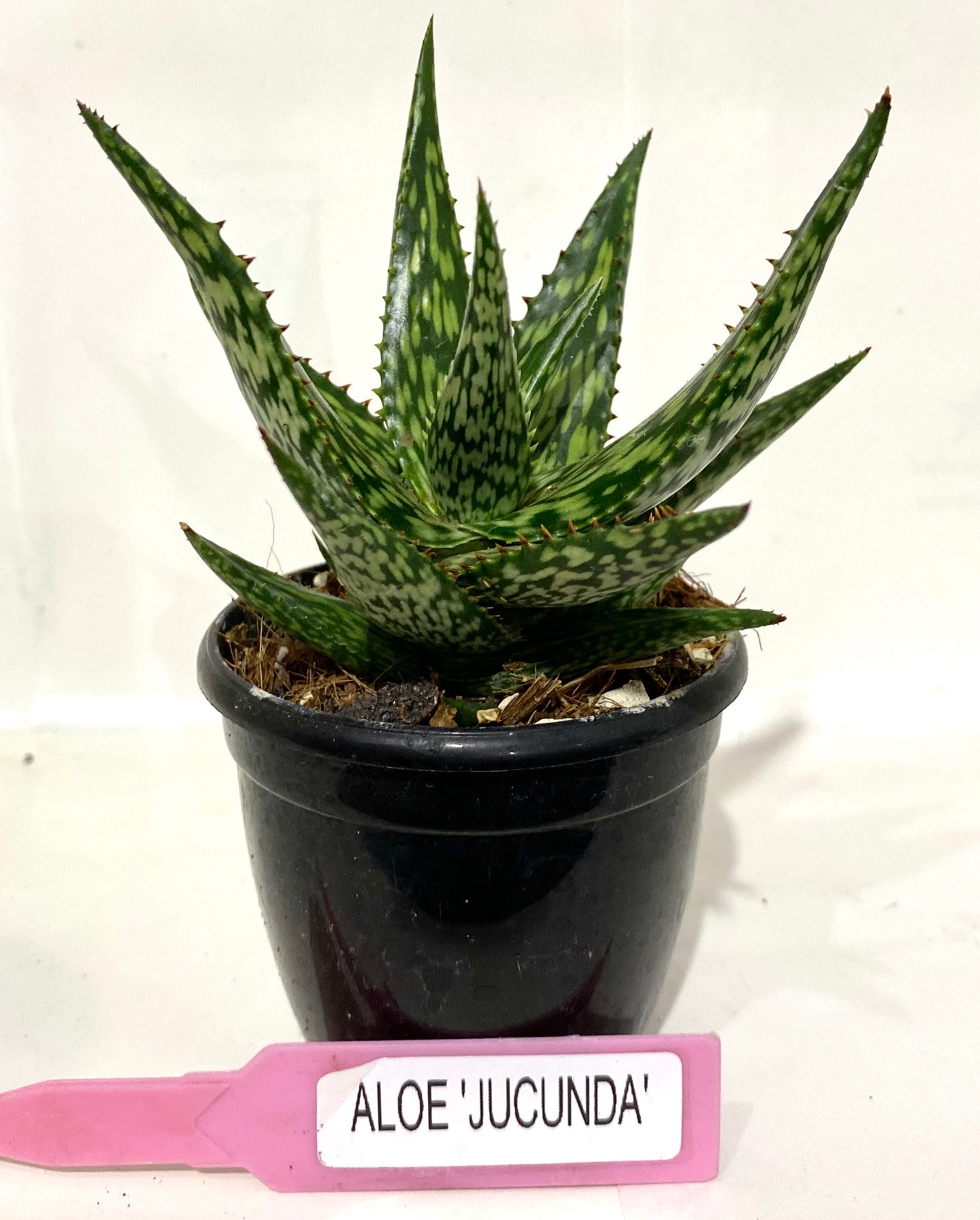 Aloe Jucunda