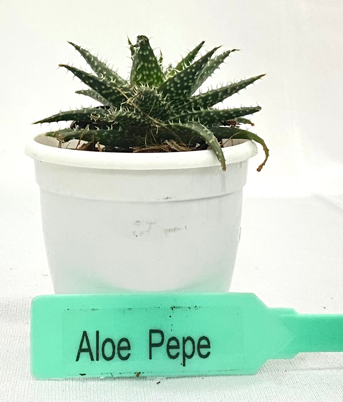 Aloe Pepe